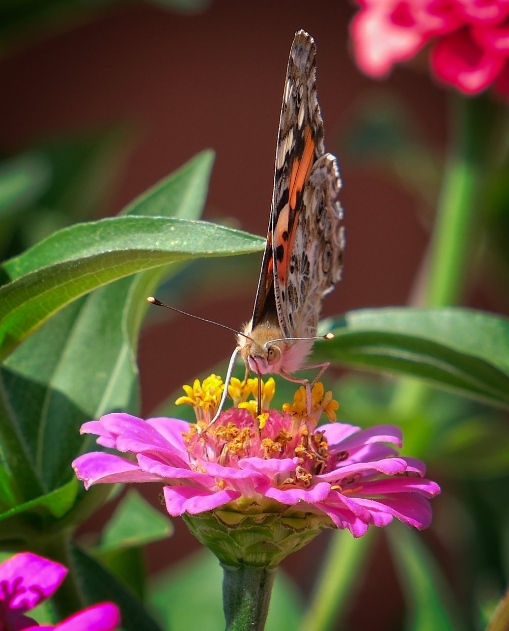 Painted Lady Butterfly on Thumbelina Zinnia