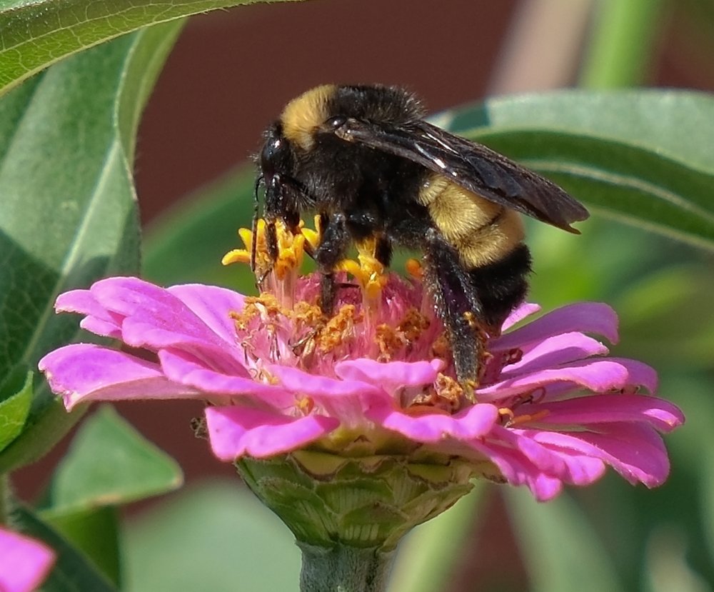 American Bumble Bee on Thumbelina Zinnia