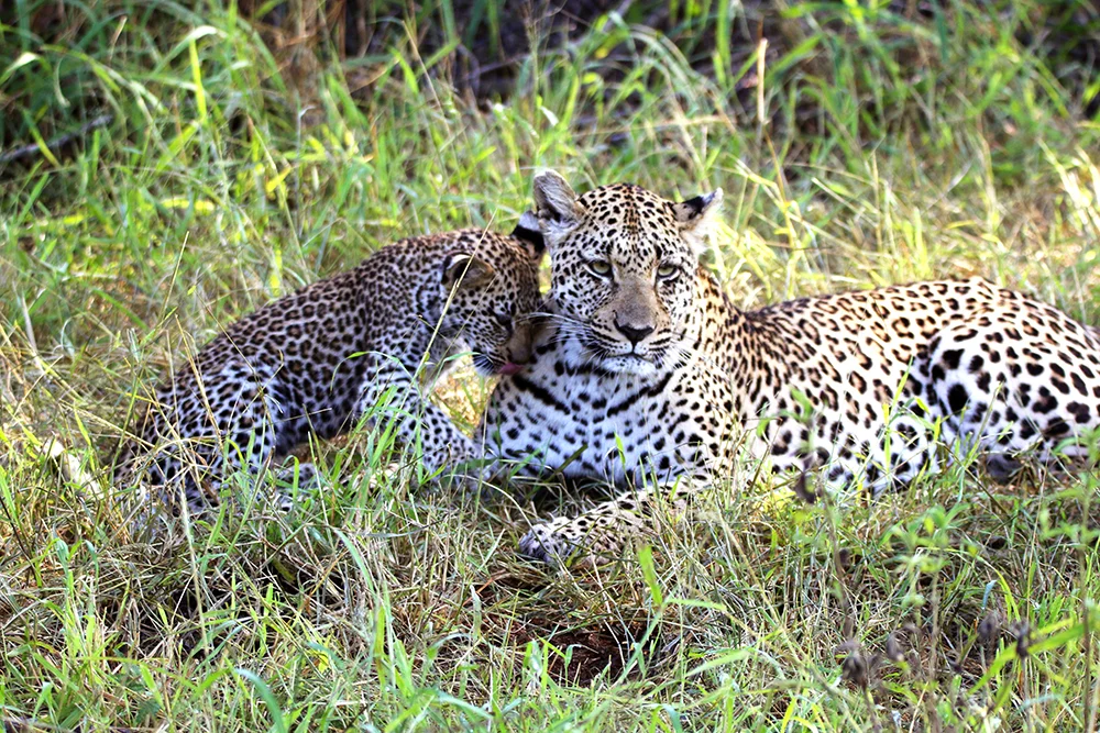 Leopard Mother and Cub at Play