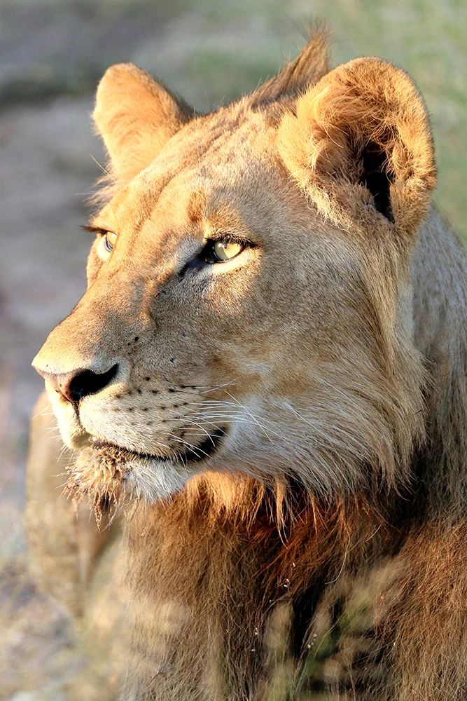 Lion at Dusk