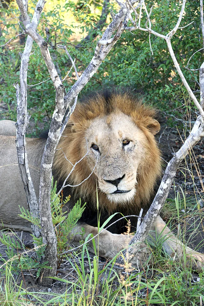 Framed Lion.jpg