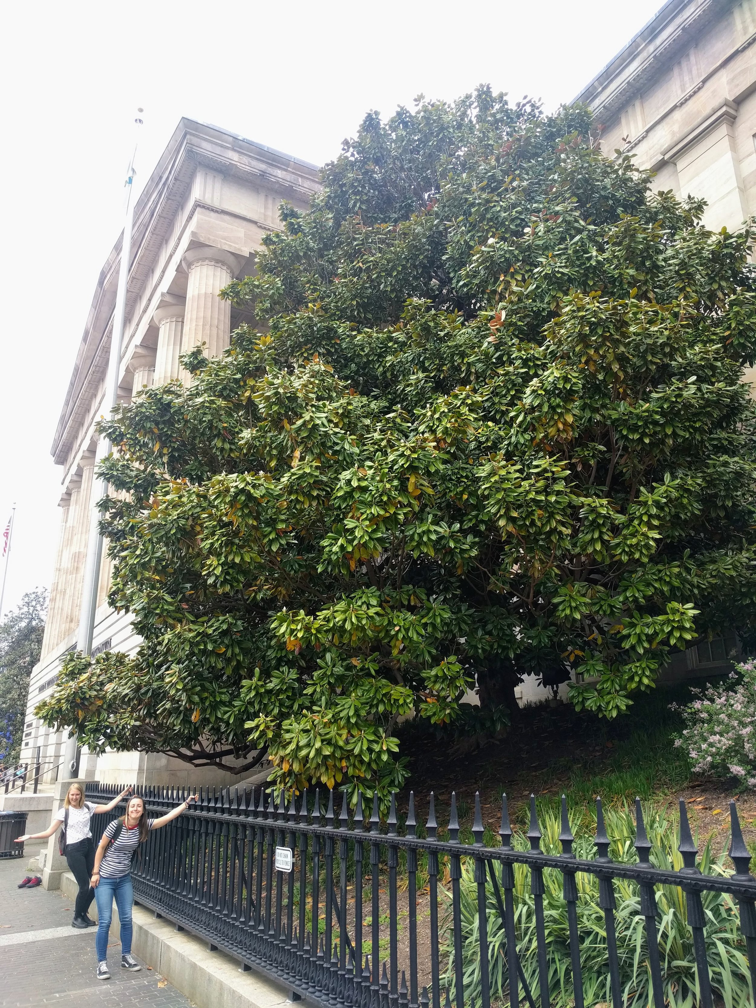 The biggest magnolia tree I’ve ever met, outside of the National Portrait Gallery
