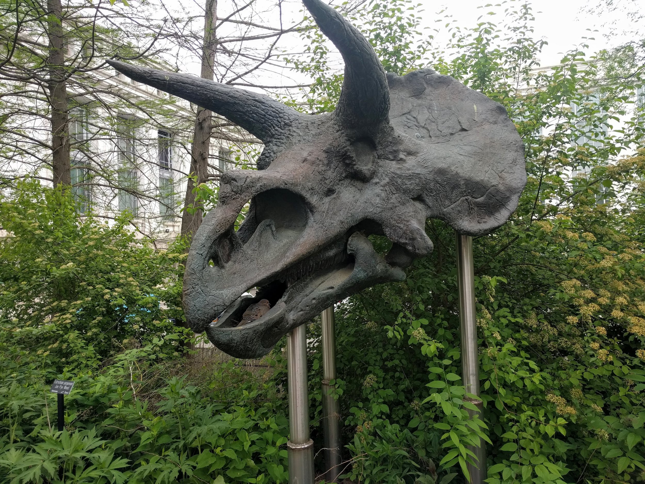 A dino with an inconspicuous resident