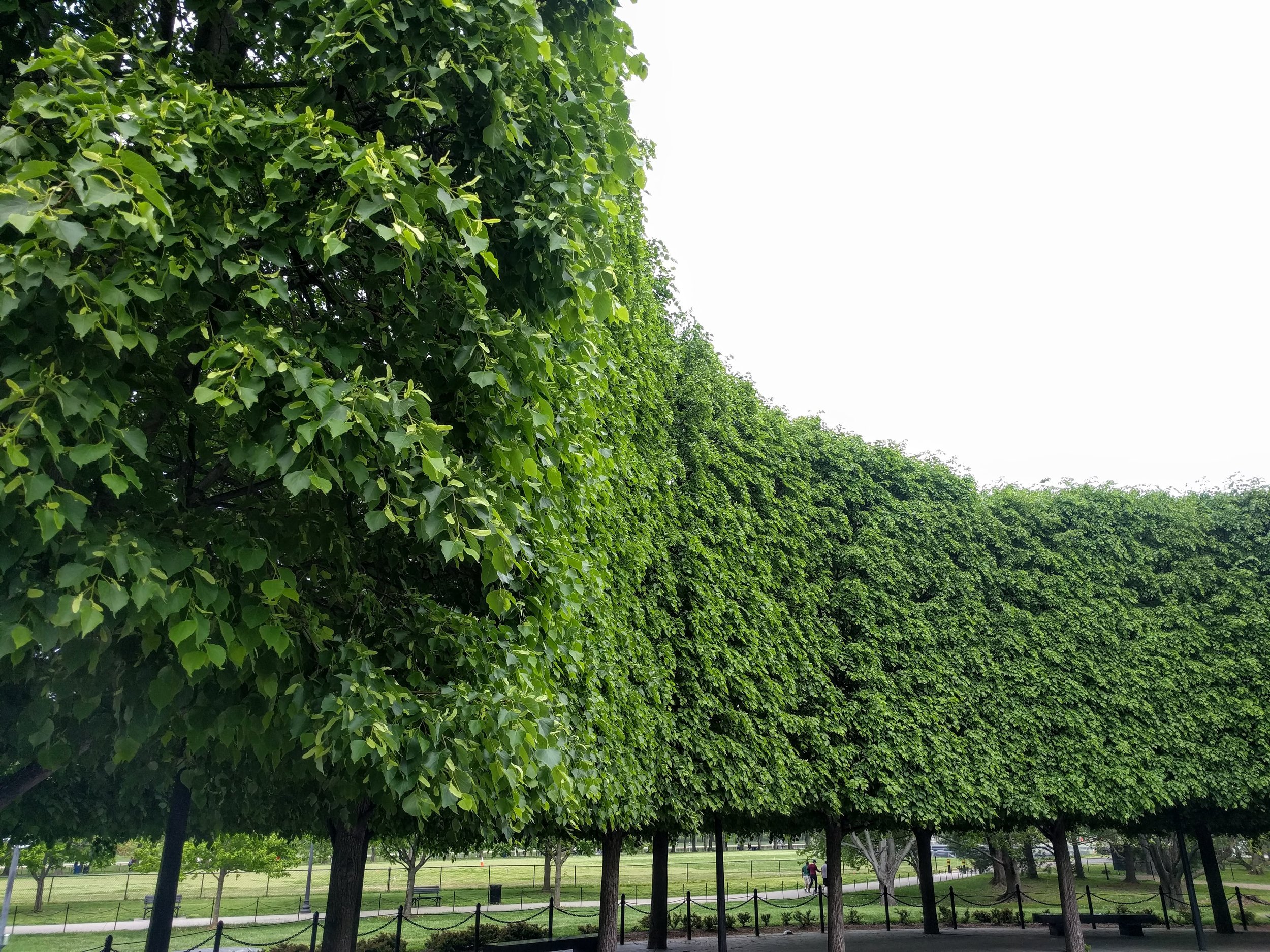 A tree wall