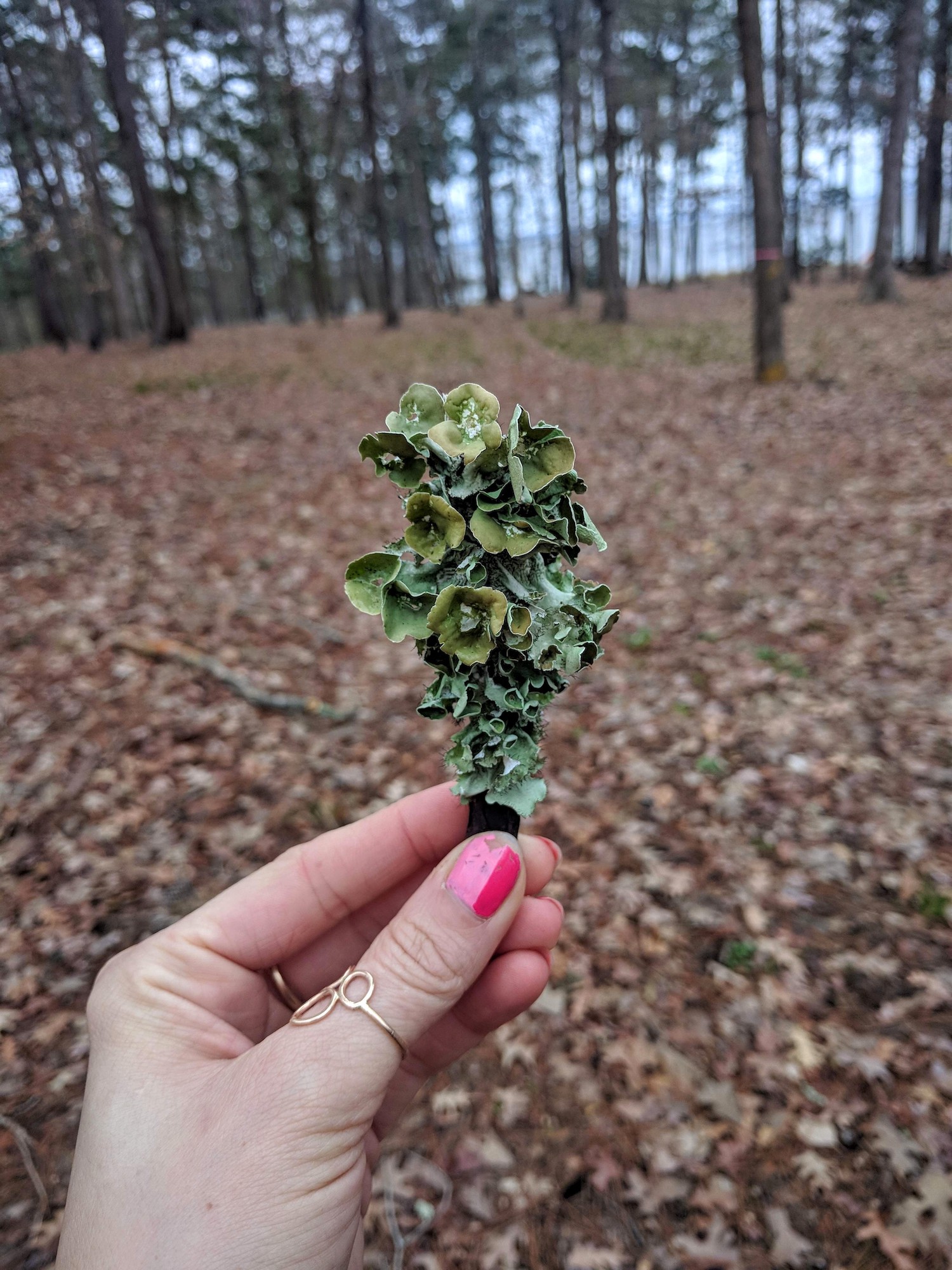  A lichen bouquet 
