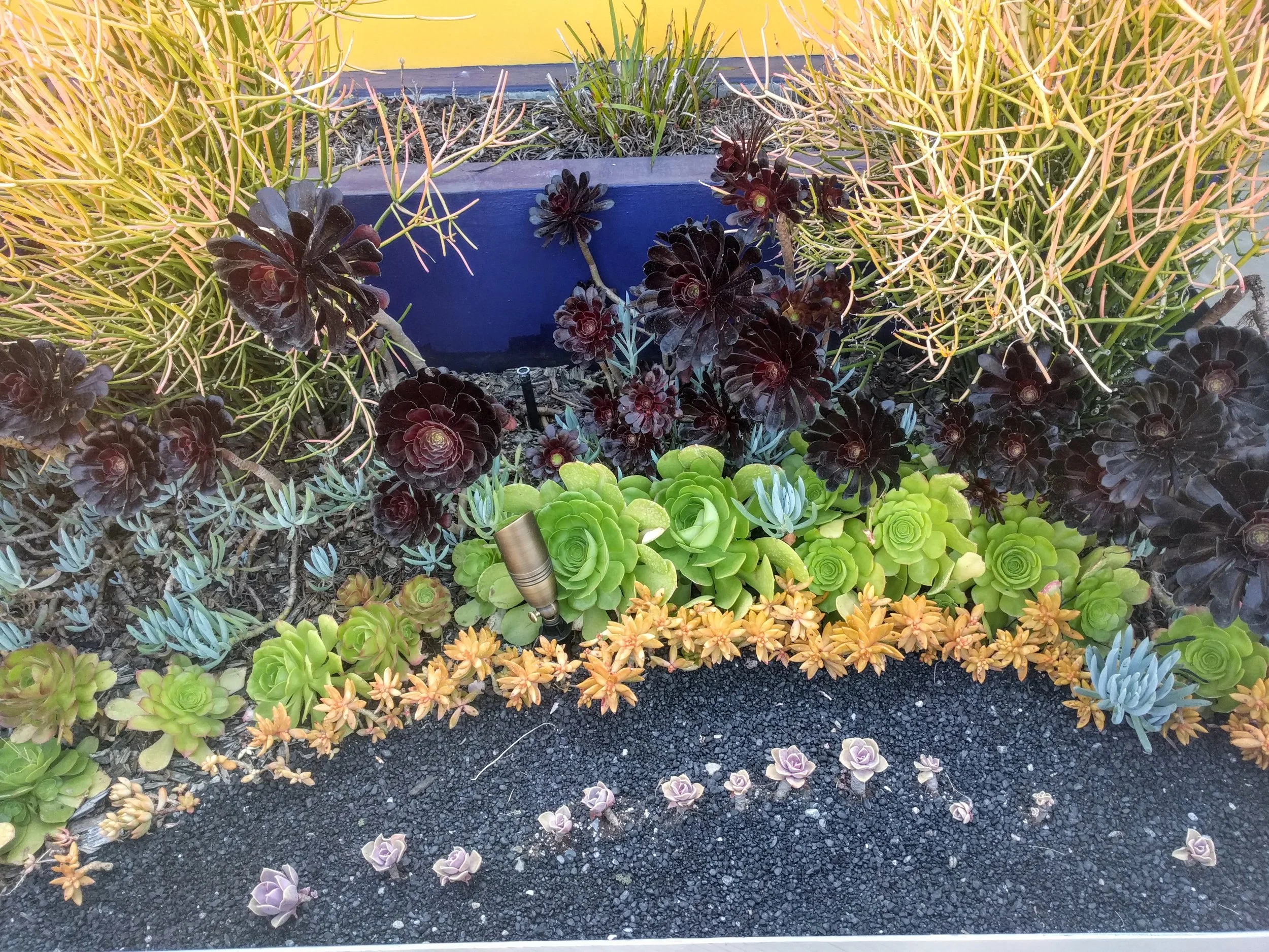 plant01.jpg