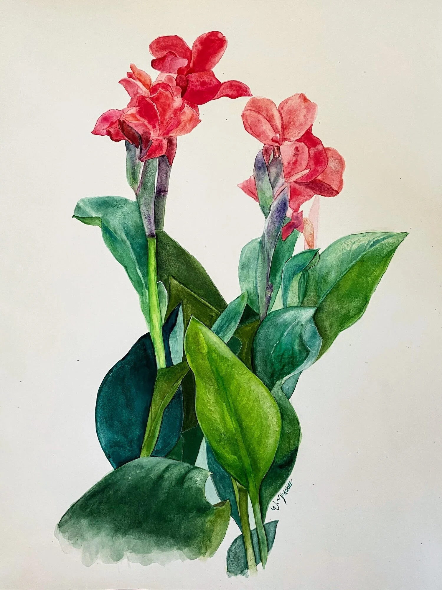 Cannas for Sydney and Jacob