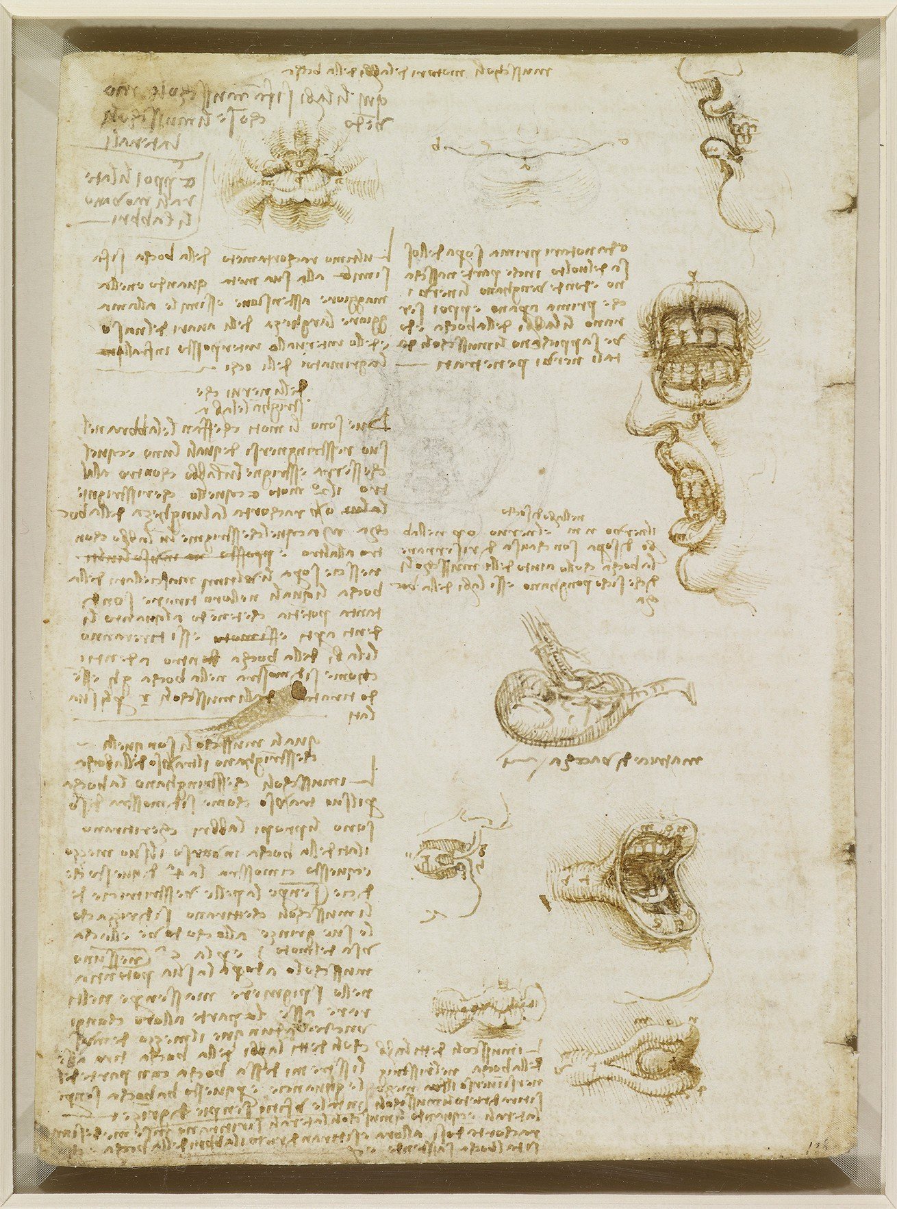  A page from Leonardo da Vinci’s sketchbook  found here , studying the muscles of the mouth. This is predicted to be his first daft of Mona Lisa’s subtle smirk (top right centerish). 1508? 
