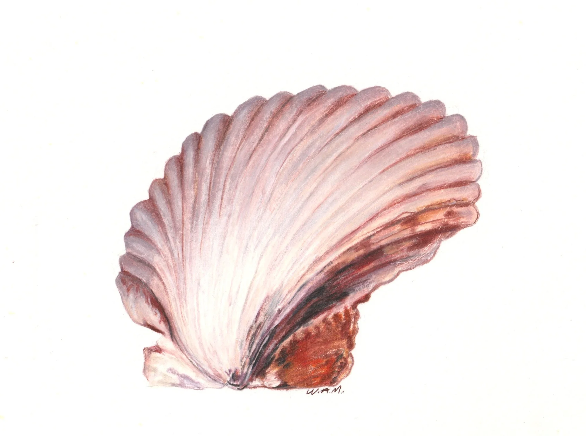 Seashells Are Custom-Made (1)