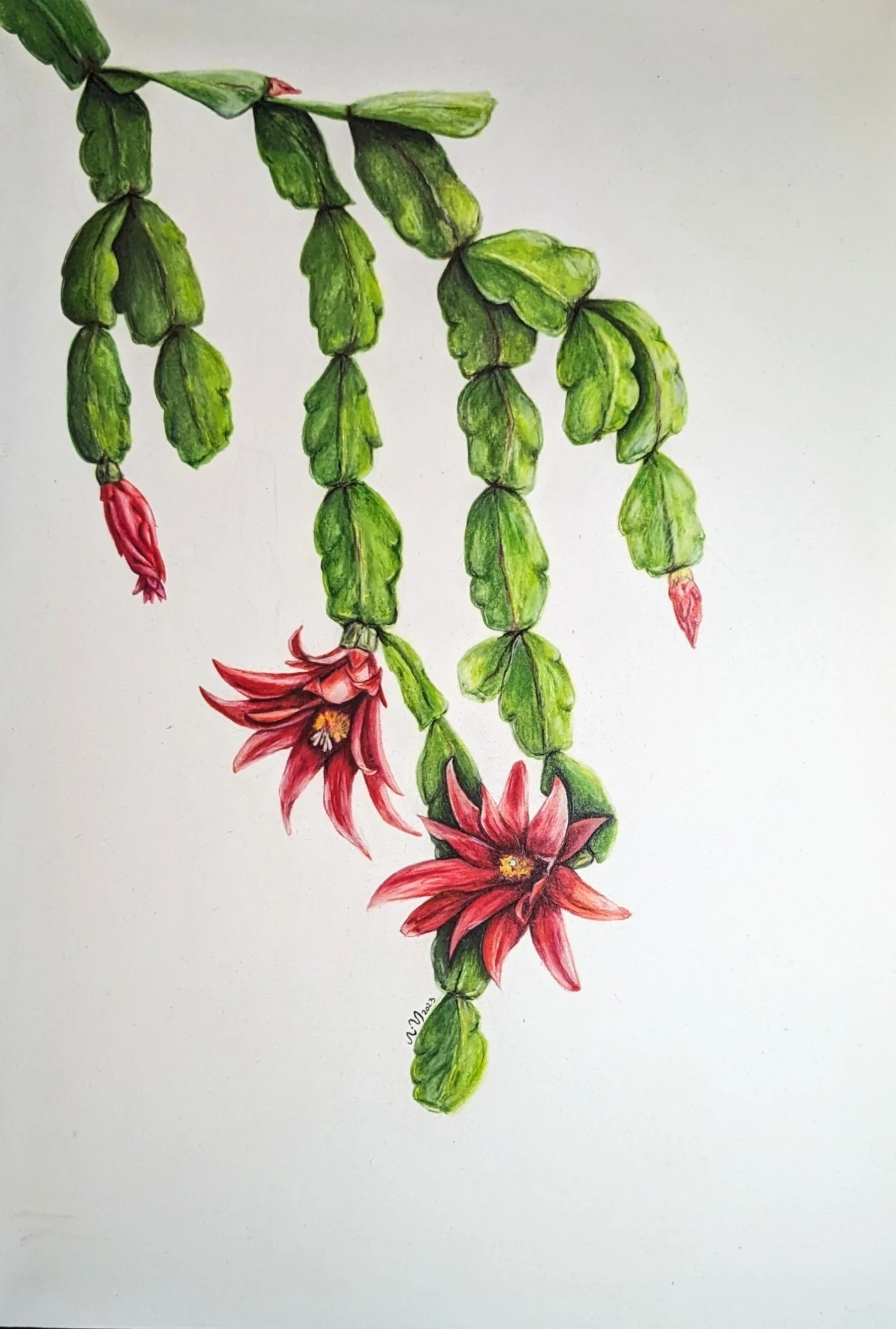 Easter cactus portrait