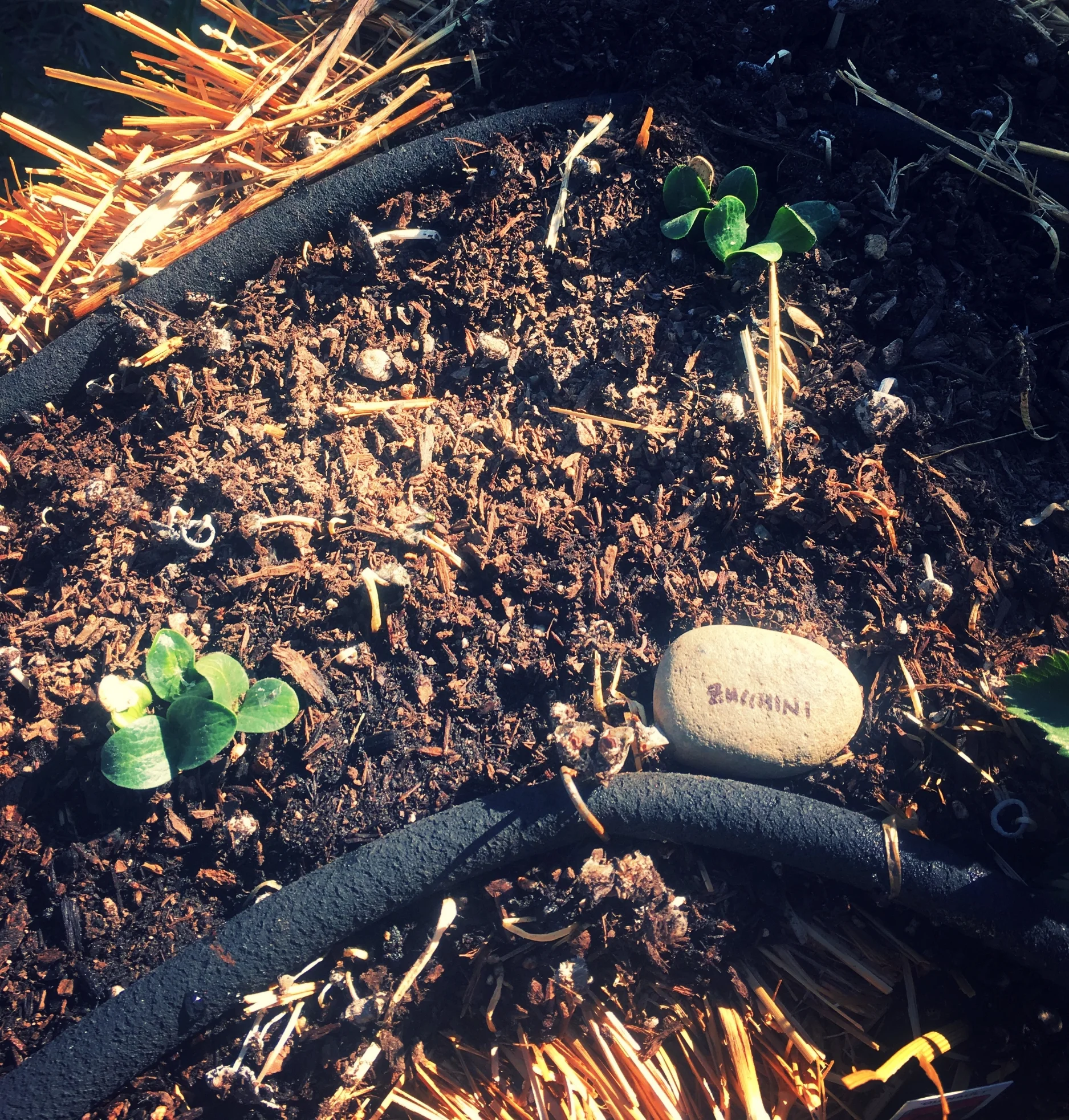 And zucchini! (Like my labels?)