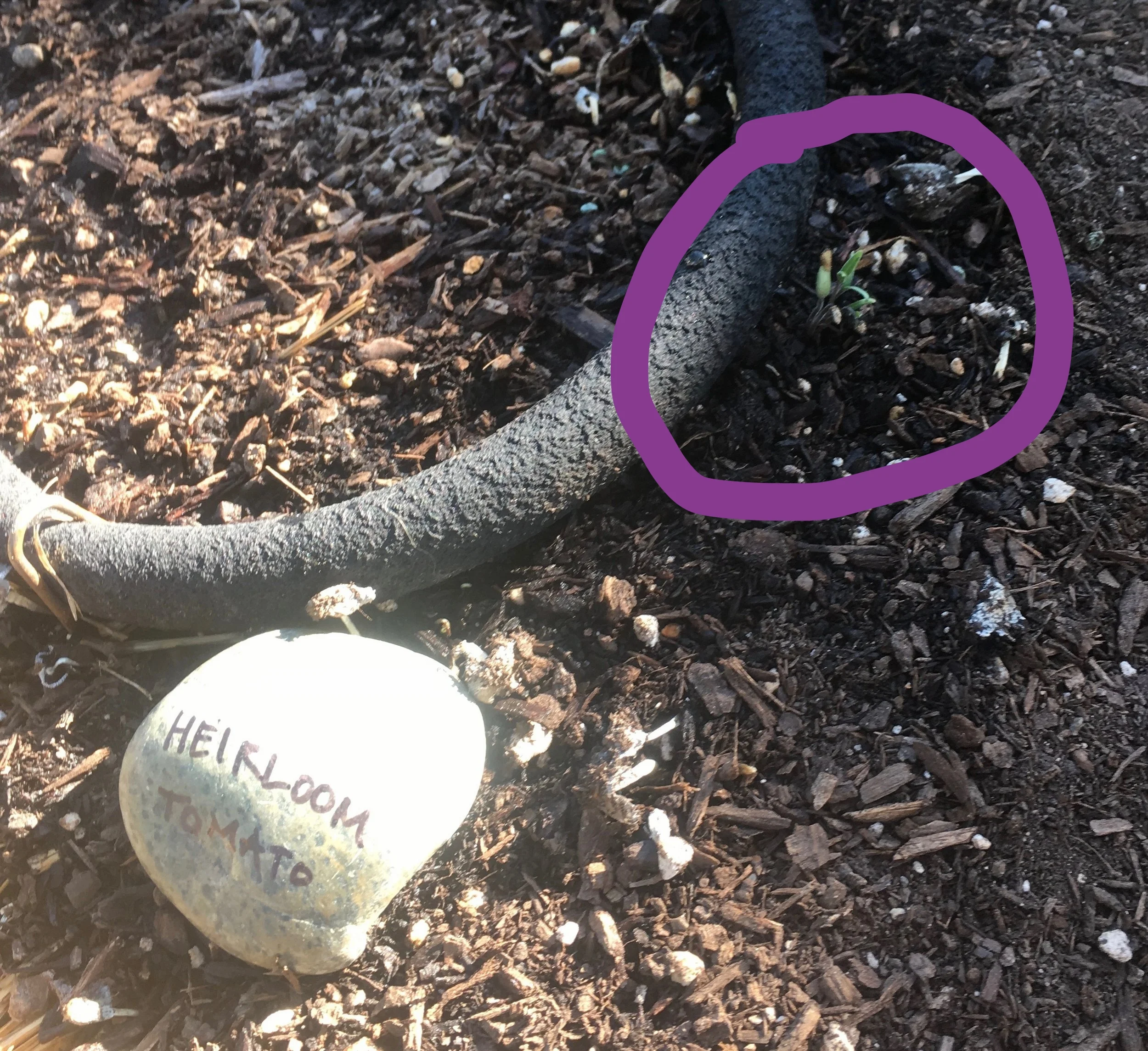 And this itty bitty little guy will eventually be heirloom tomatoes!