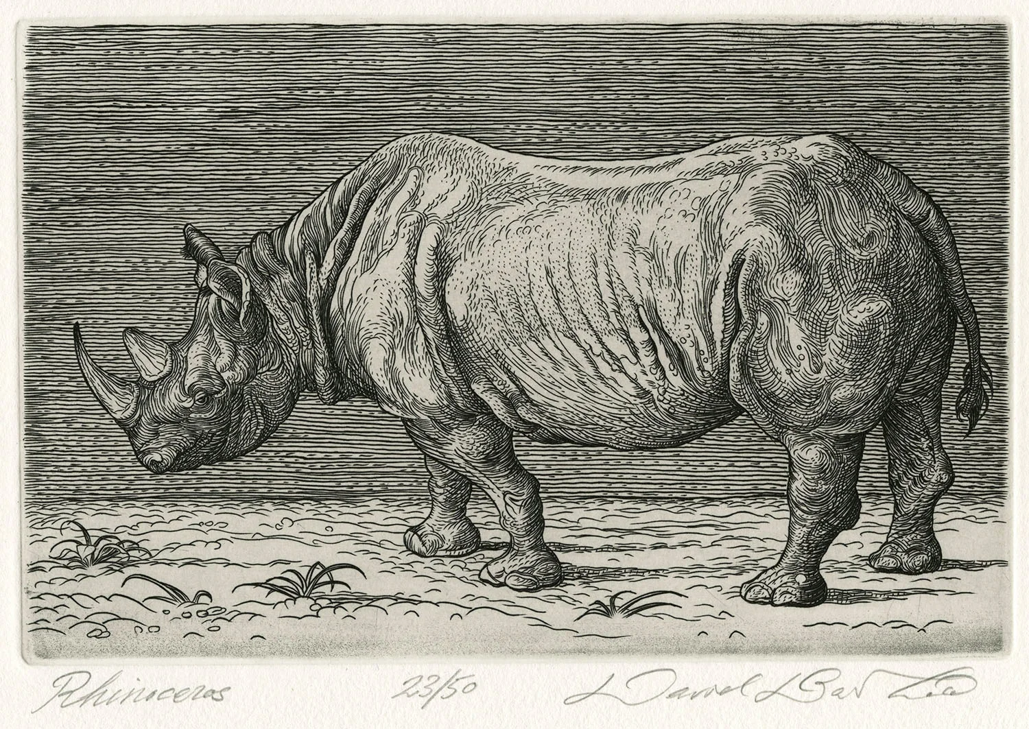 rhino_smallfull_zoom.jpg