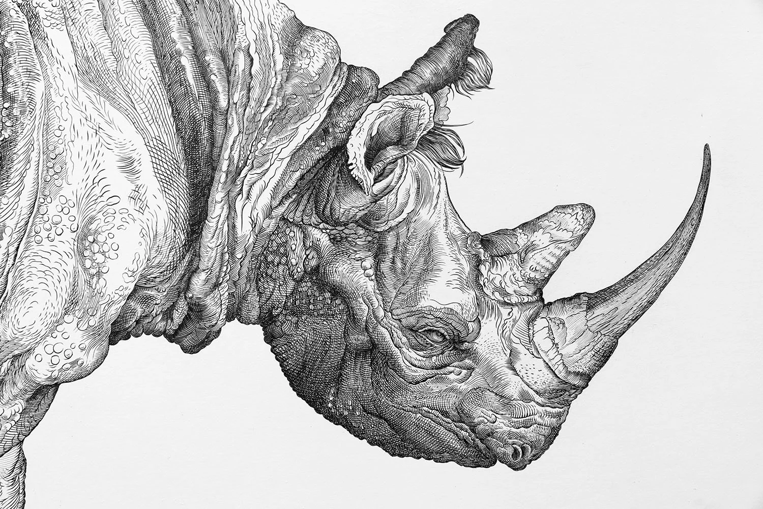 lgrhino_detail1.jpg