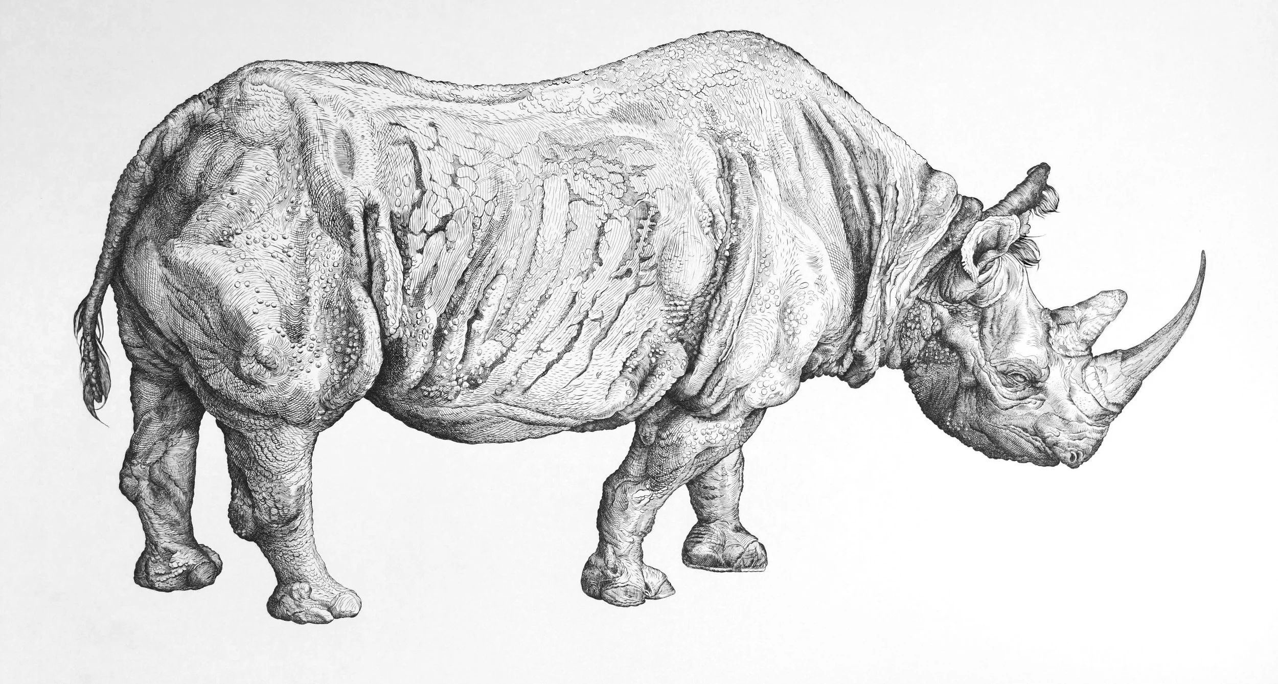 Realistic Rhinoceros Drawings realistic-rhinoceros-drawings