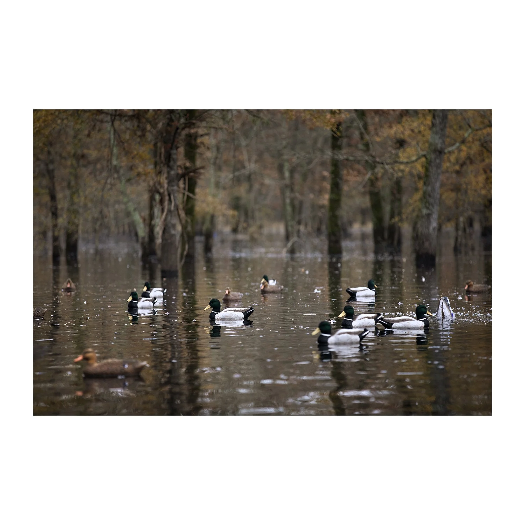 2M8A9294_20x30sqe.jpg