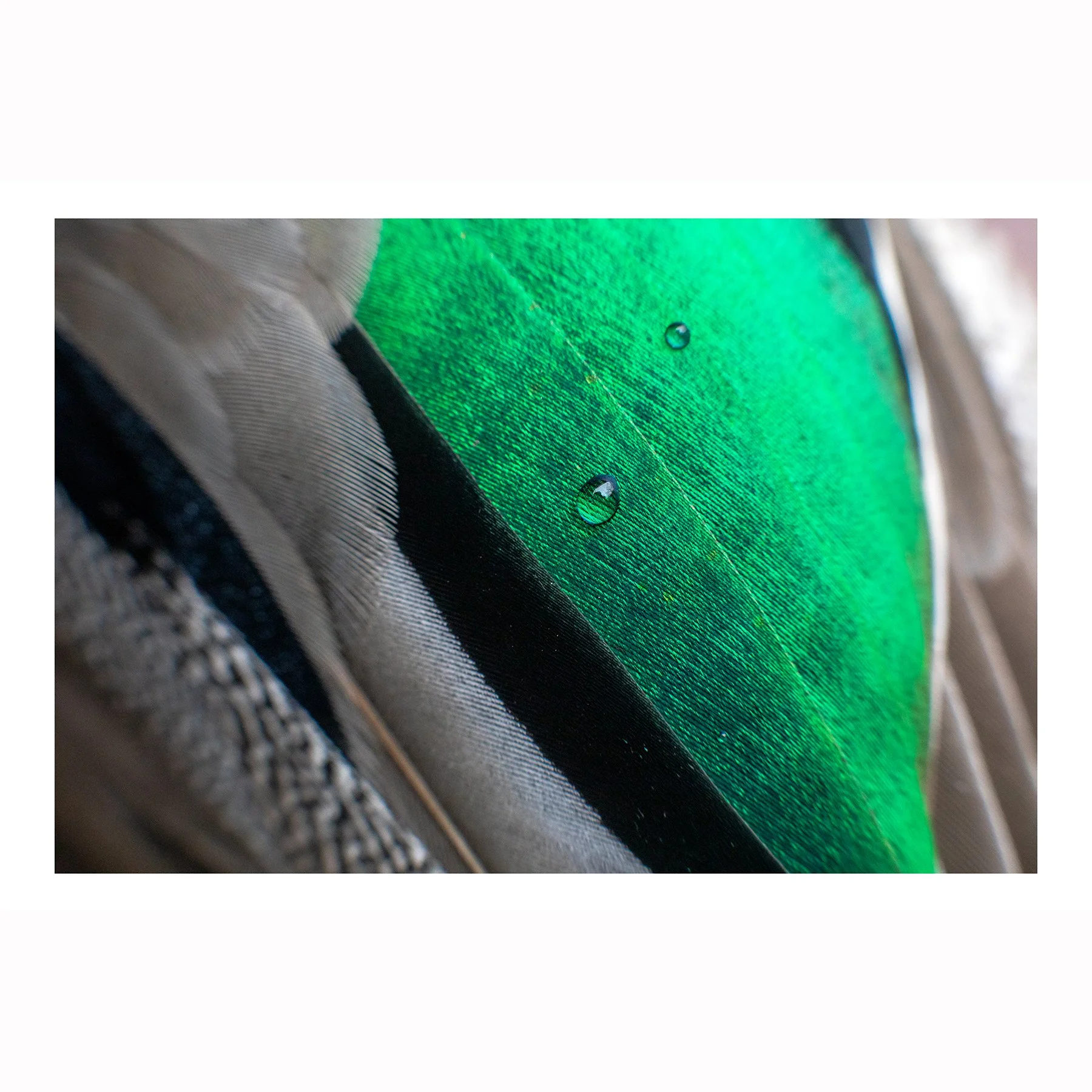 GreenWingedTeal--Bayne-228ea.jpg