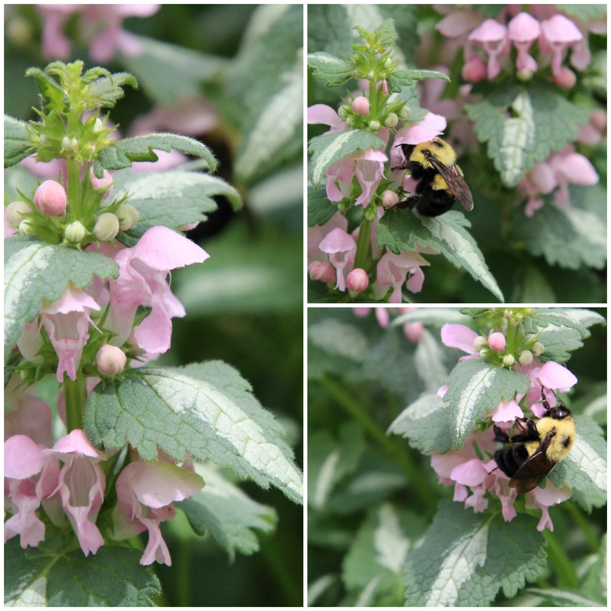 bee and dead nettle.jpg