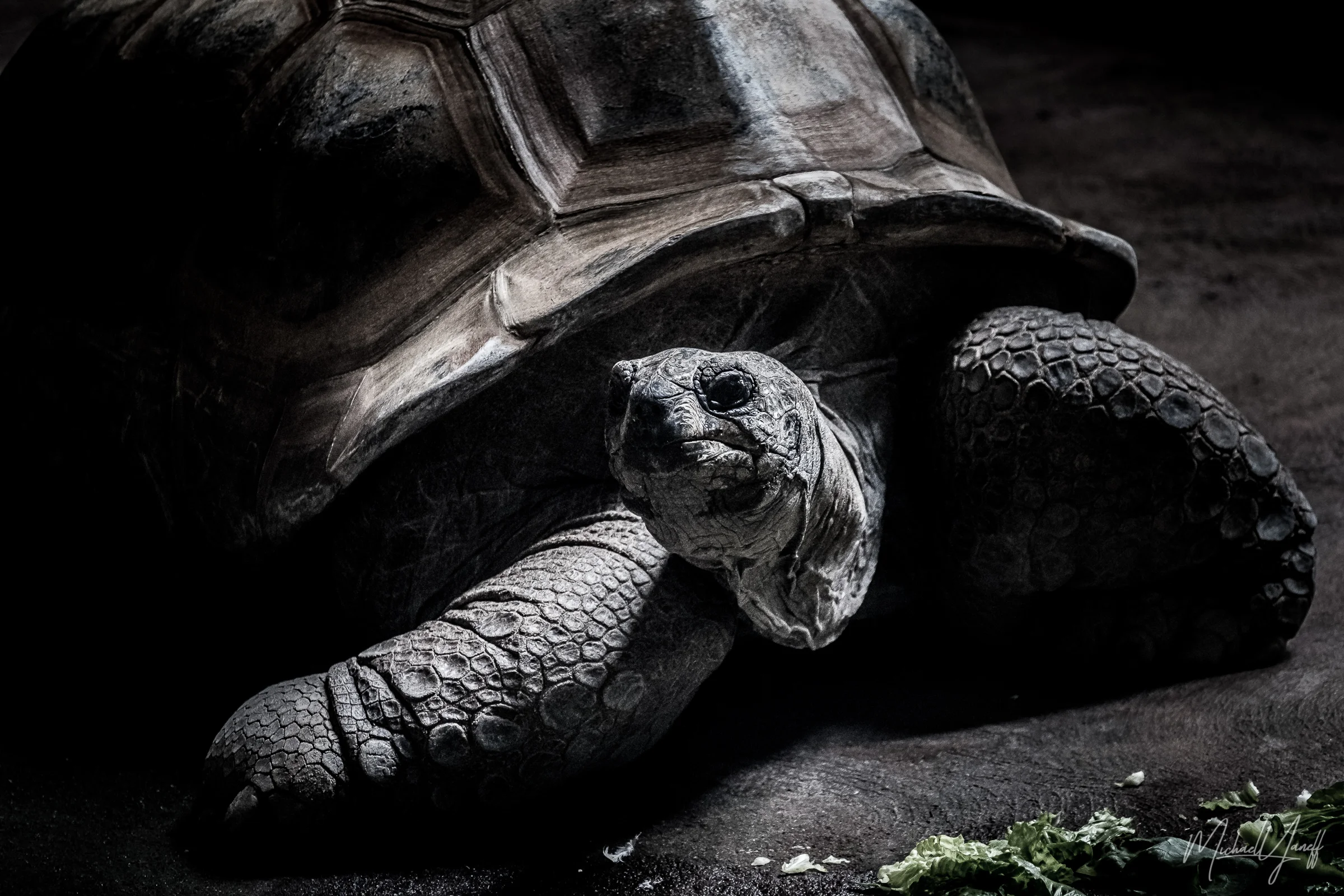 Aldabra Tortoise -Toronto.jpg