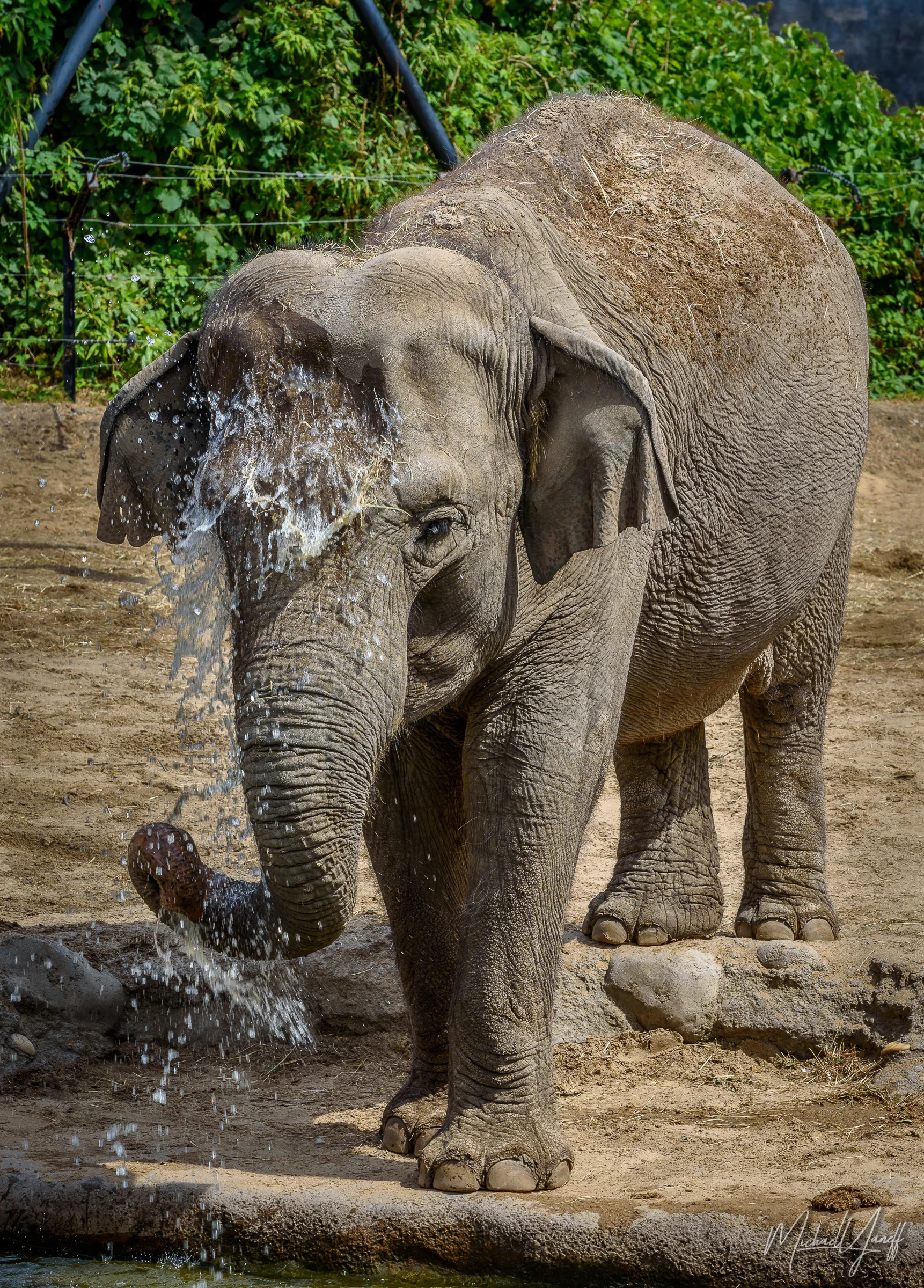 African Elephant -Toledo.jpg