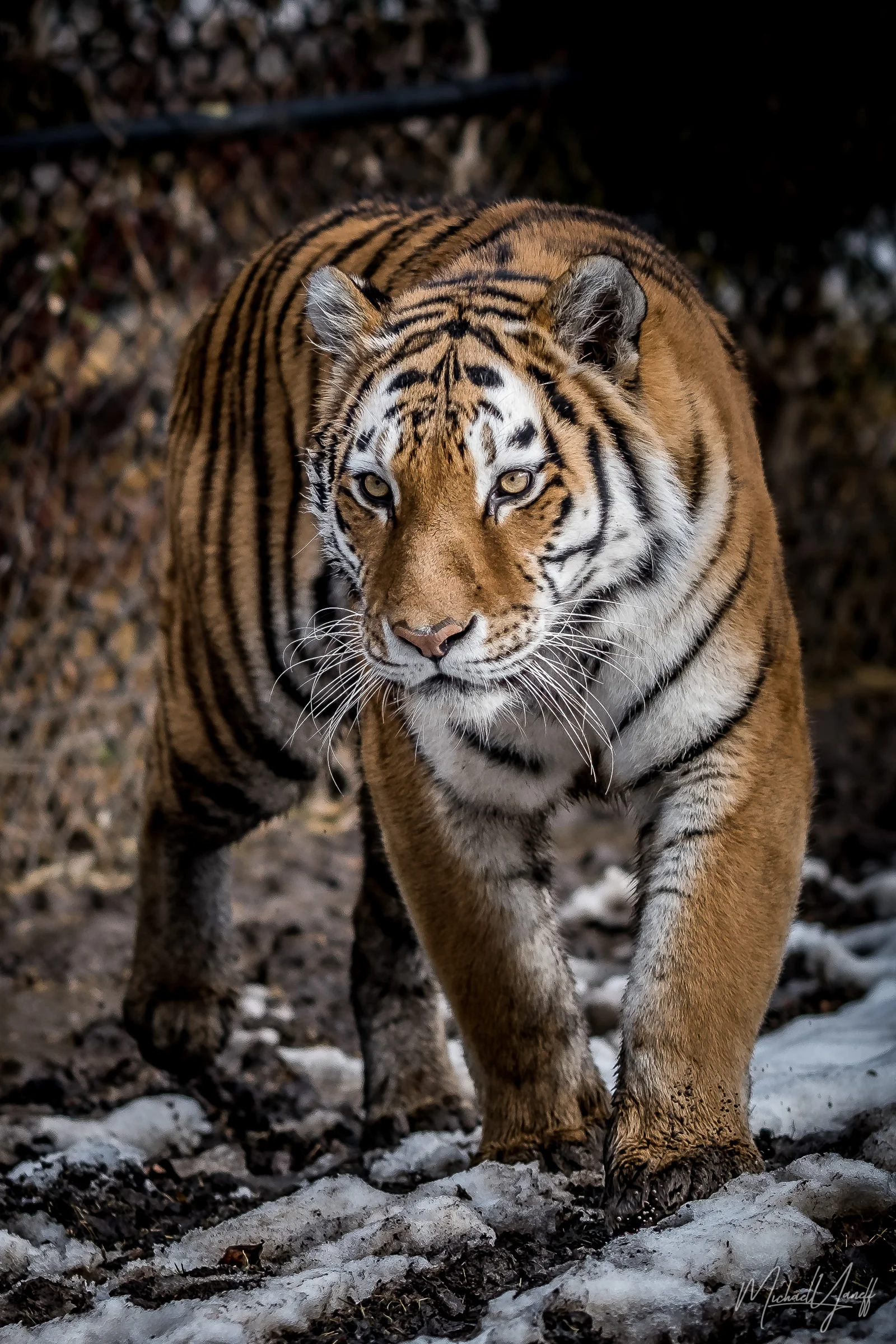 Amur Tiger -Toronto (2).jpg