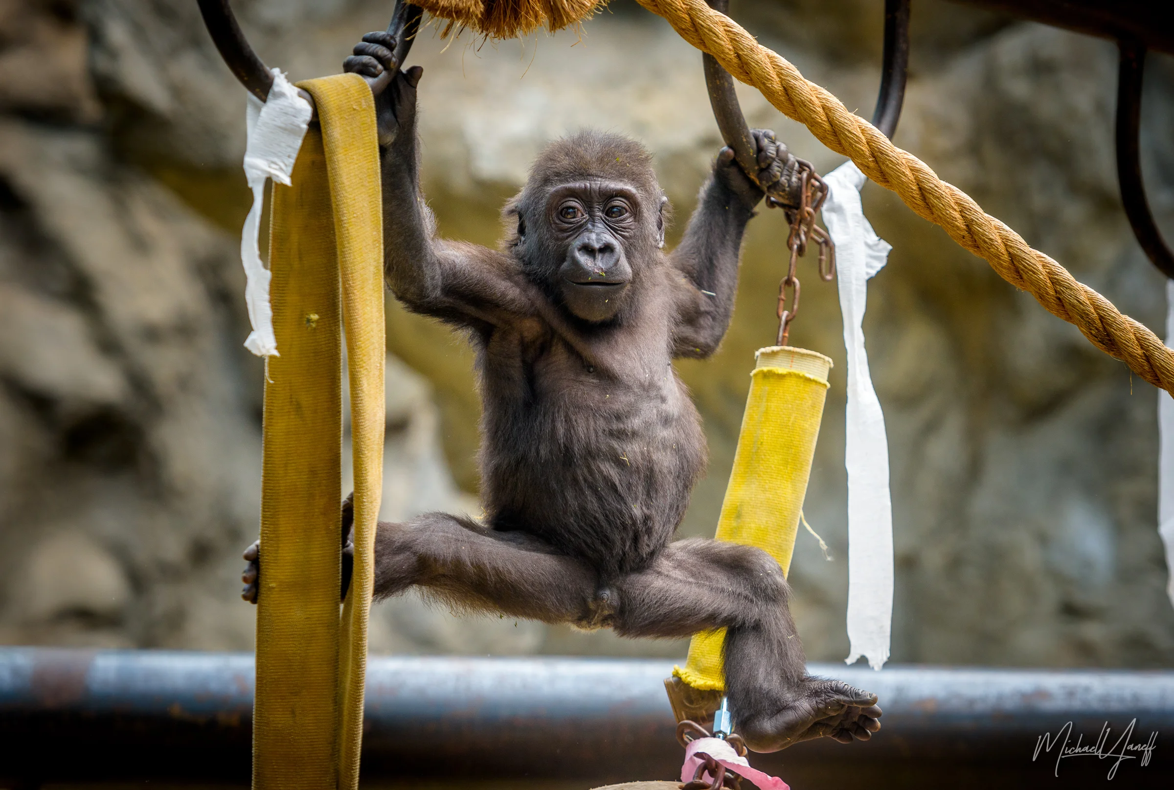 Baby Gorilla -Buffalo.jpg