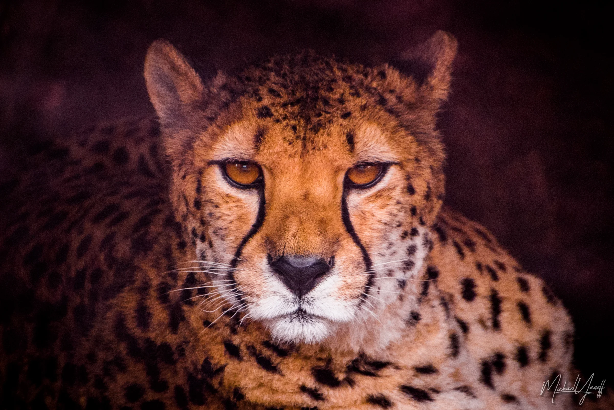 Cheetah -Toronto (1).jpg