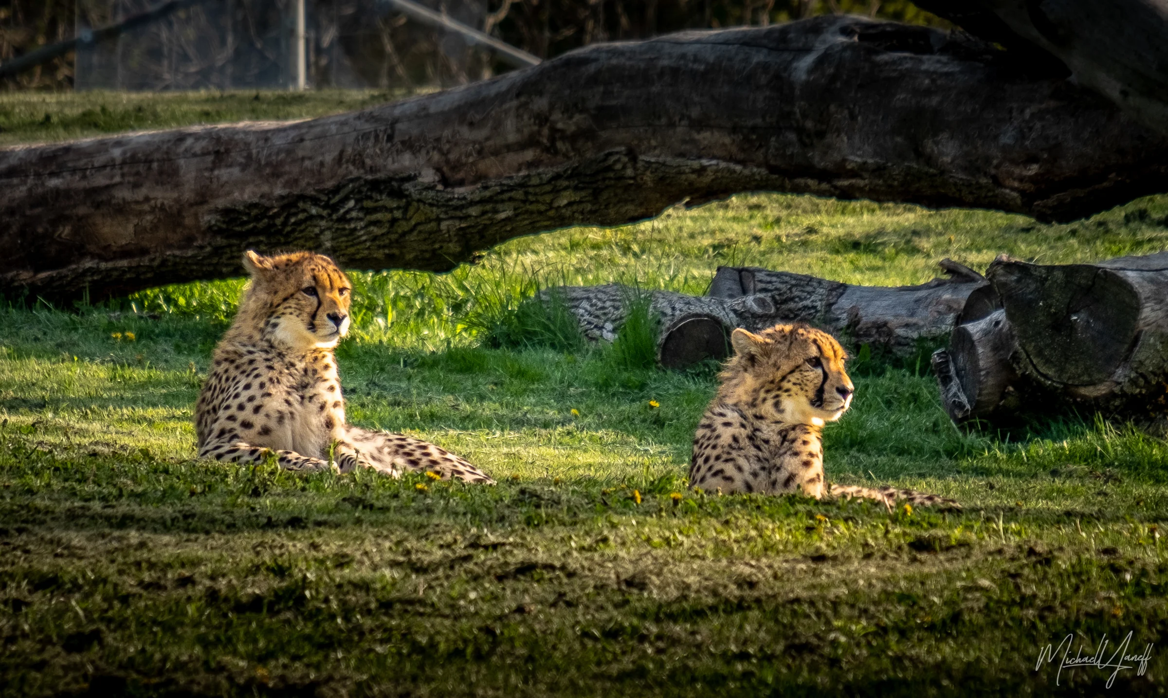 Cheetah -Toronto (4).jpg
