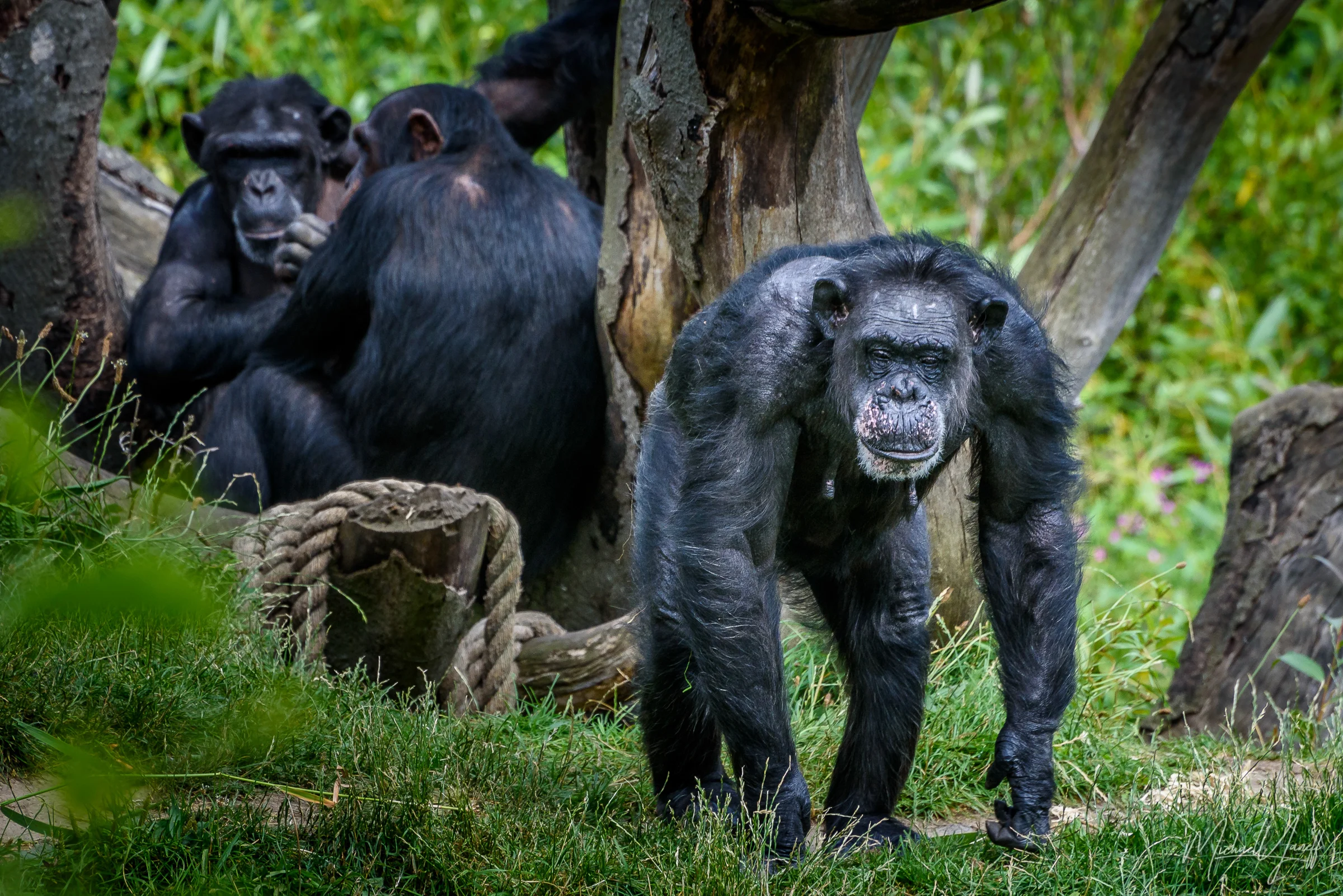 Chimpanzee -Dublin.jpg