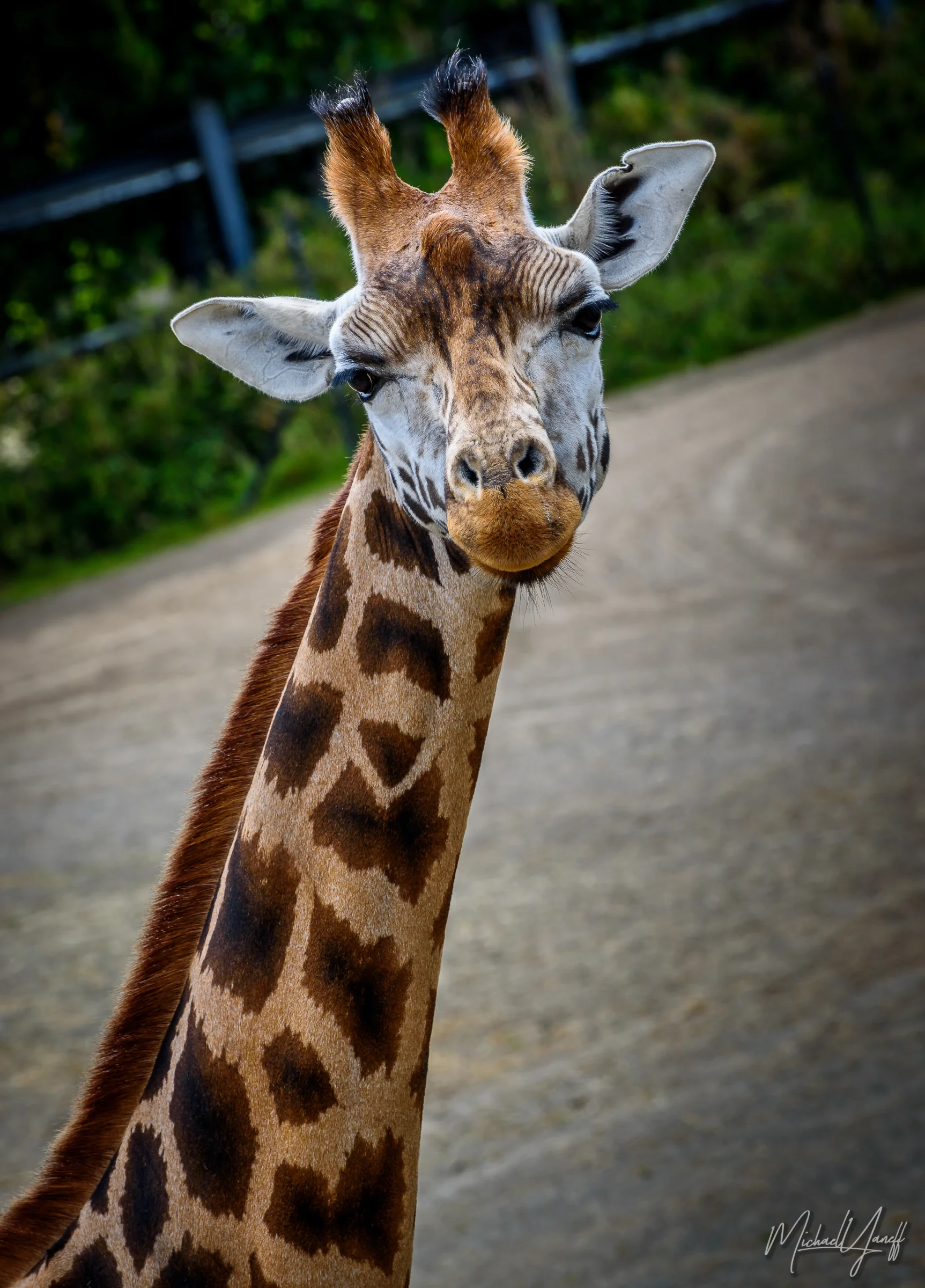 Giraffe -Dublin.jpg