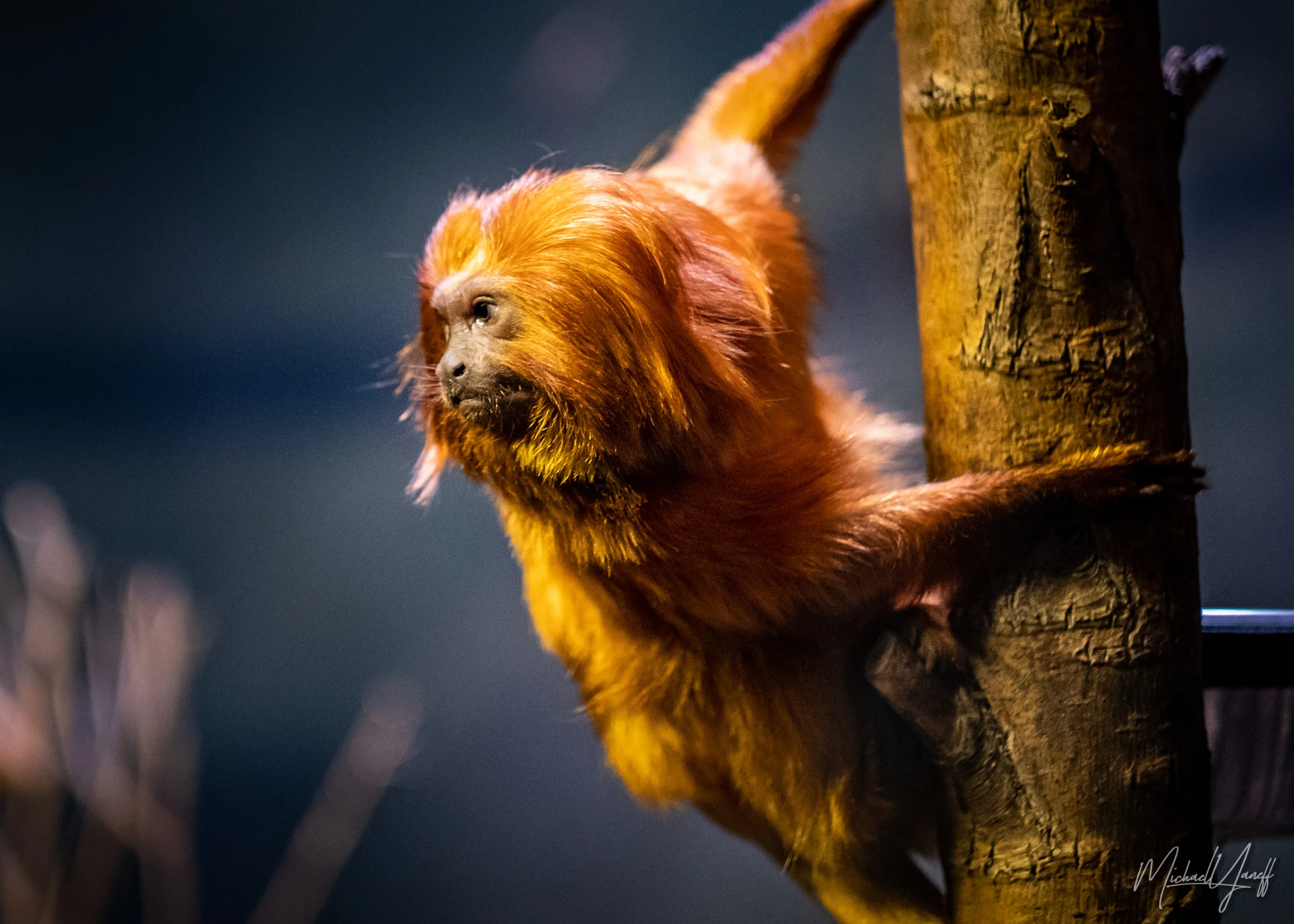 Golden Lion Tamarin -Toronto.jpg