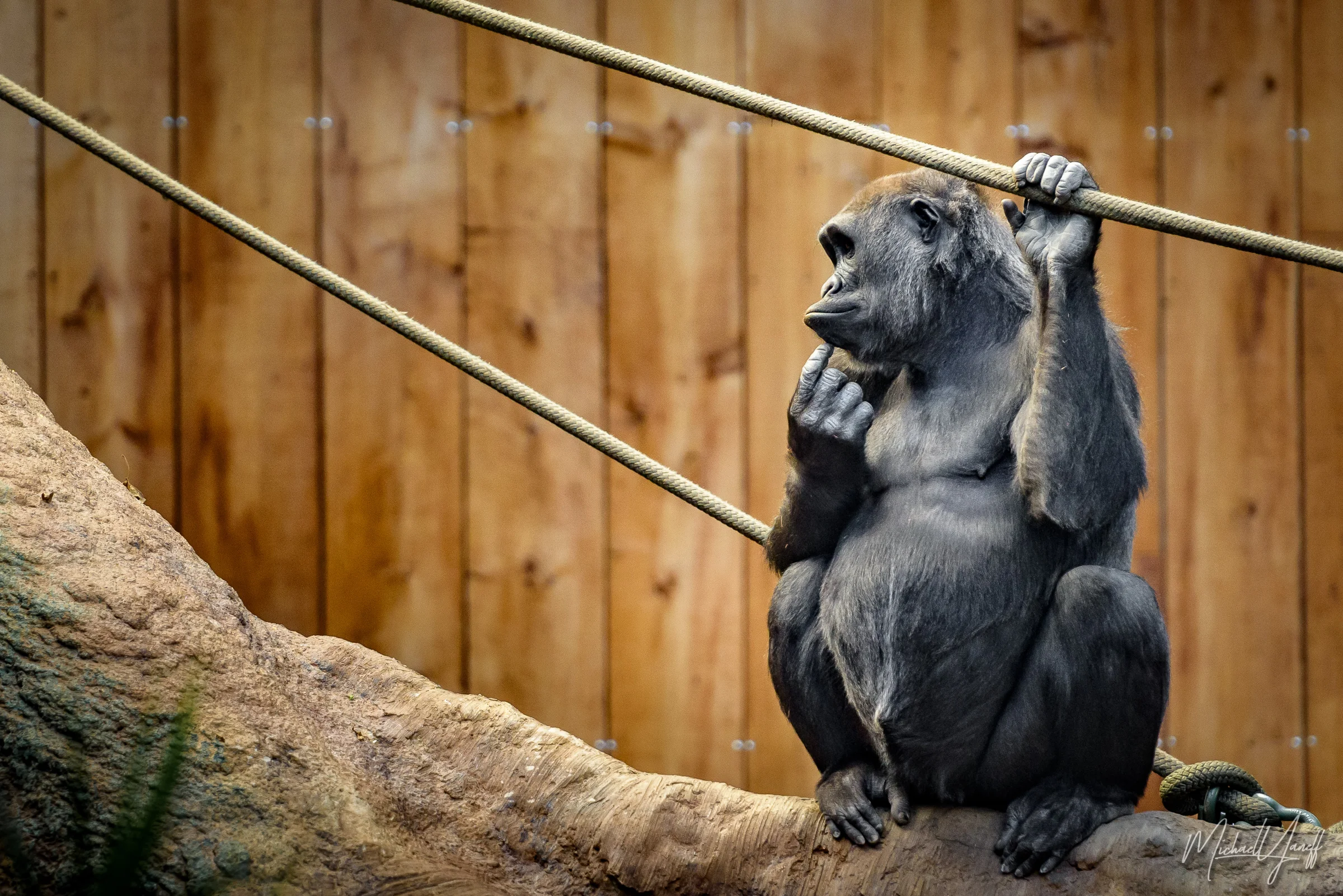 Gorilla -Buffalo (2).jpg