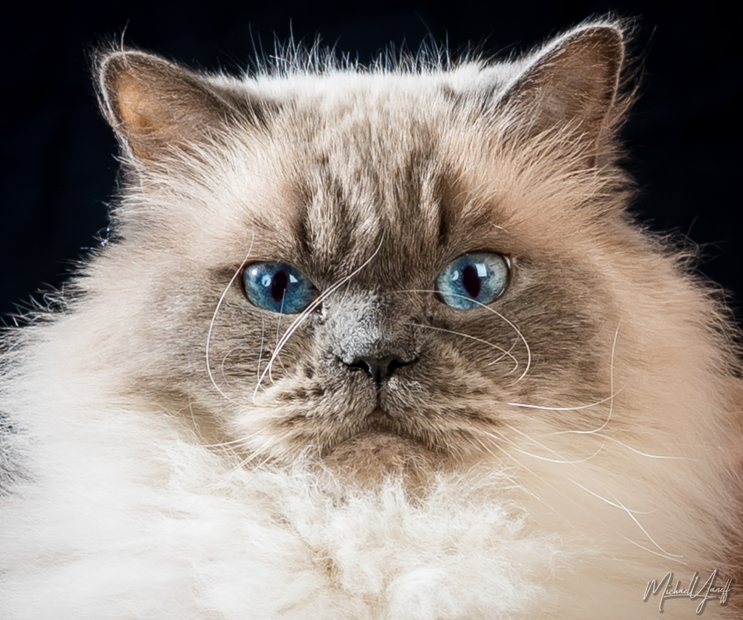 Himalayan Cat.jpg