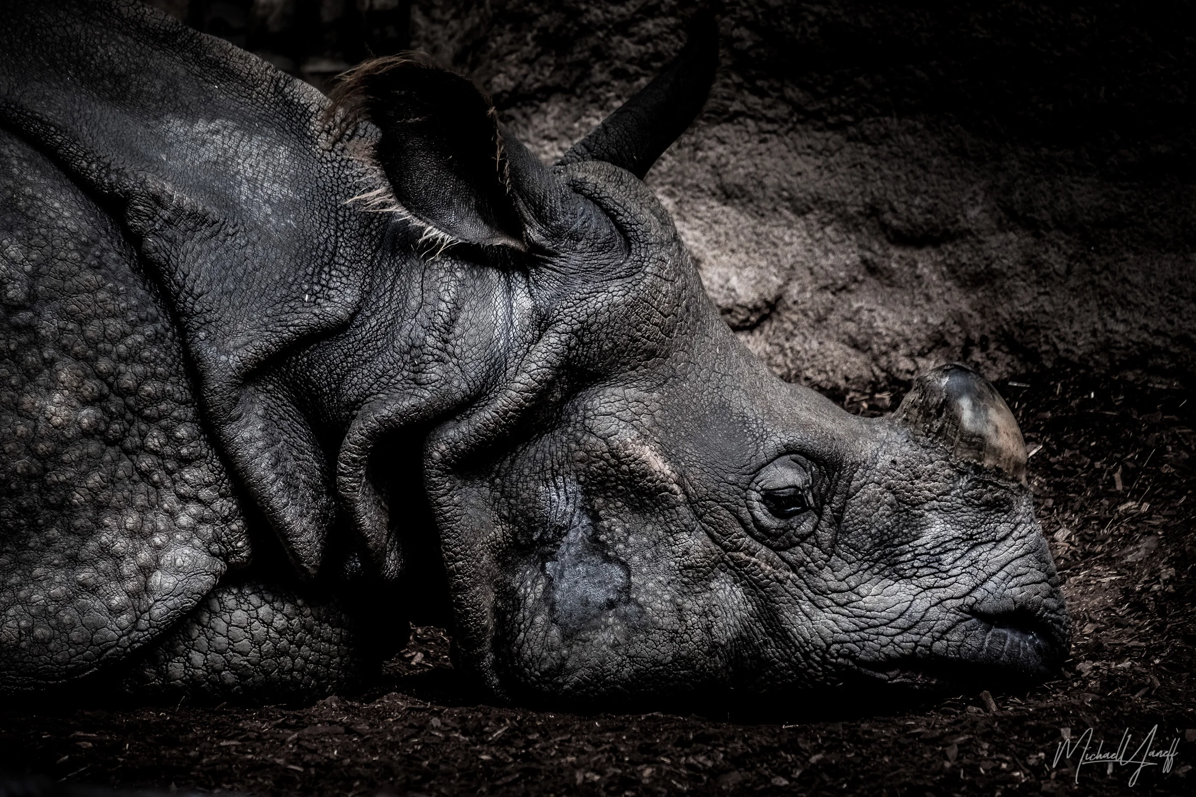 Indian Rhino -Toronto.jpg