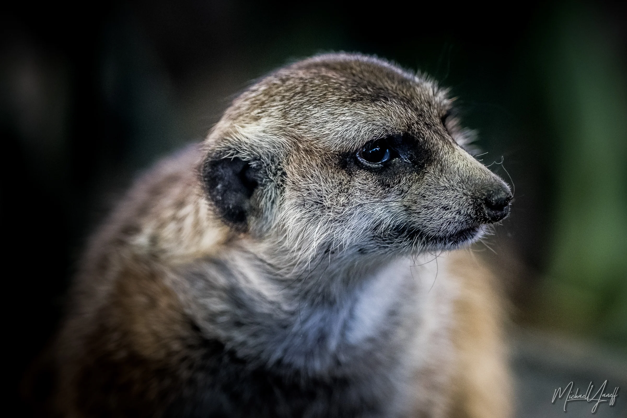 Meerkat -Toronto (3).jpg