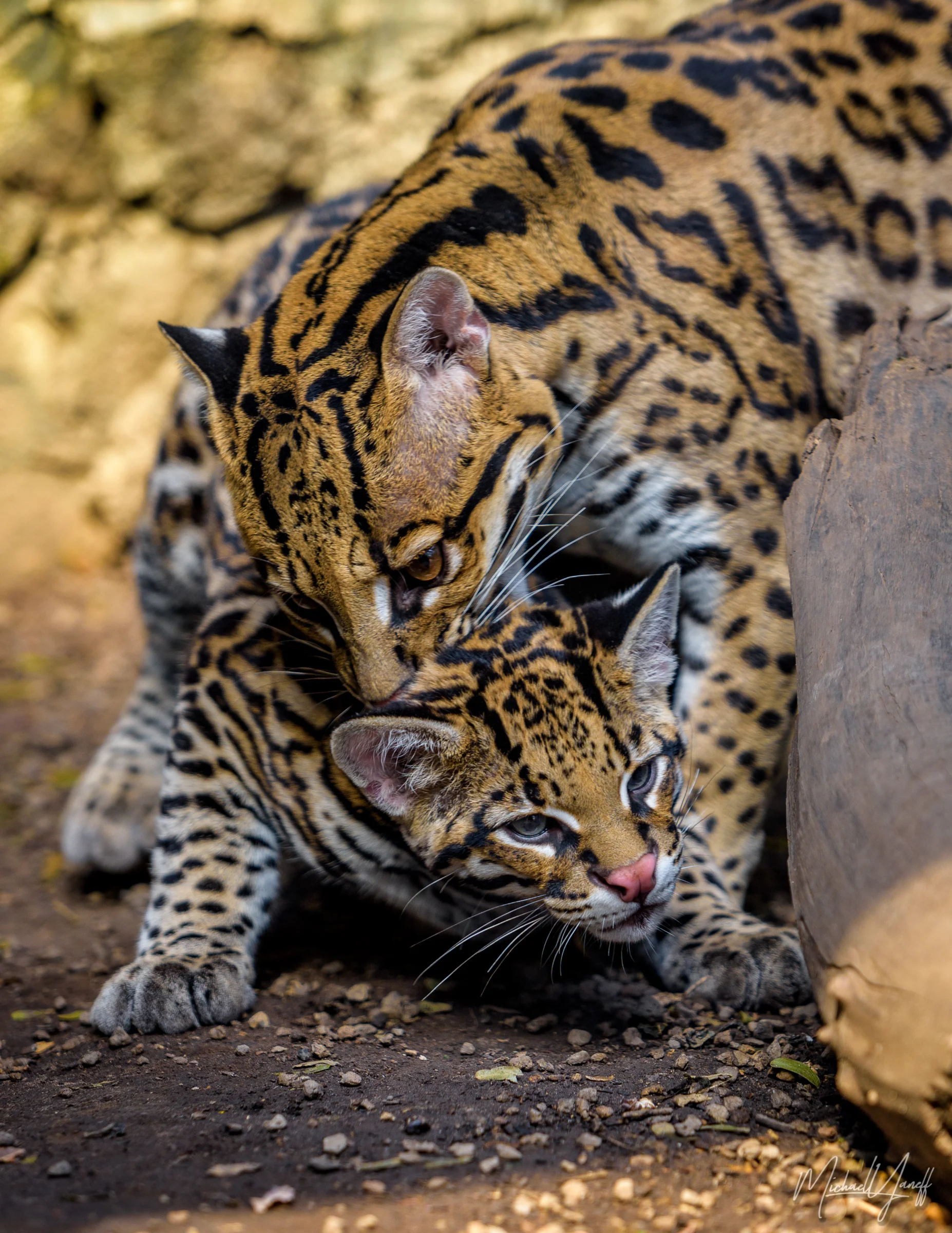 Ocelot and Baby -Buffalo.jpg