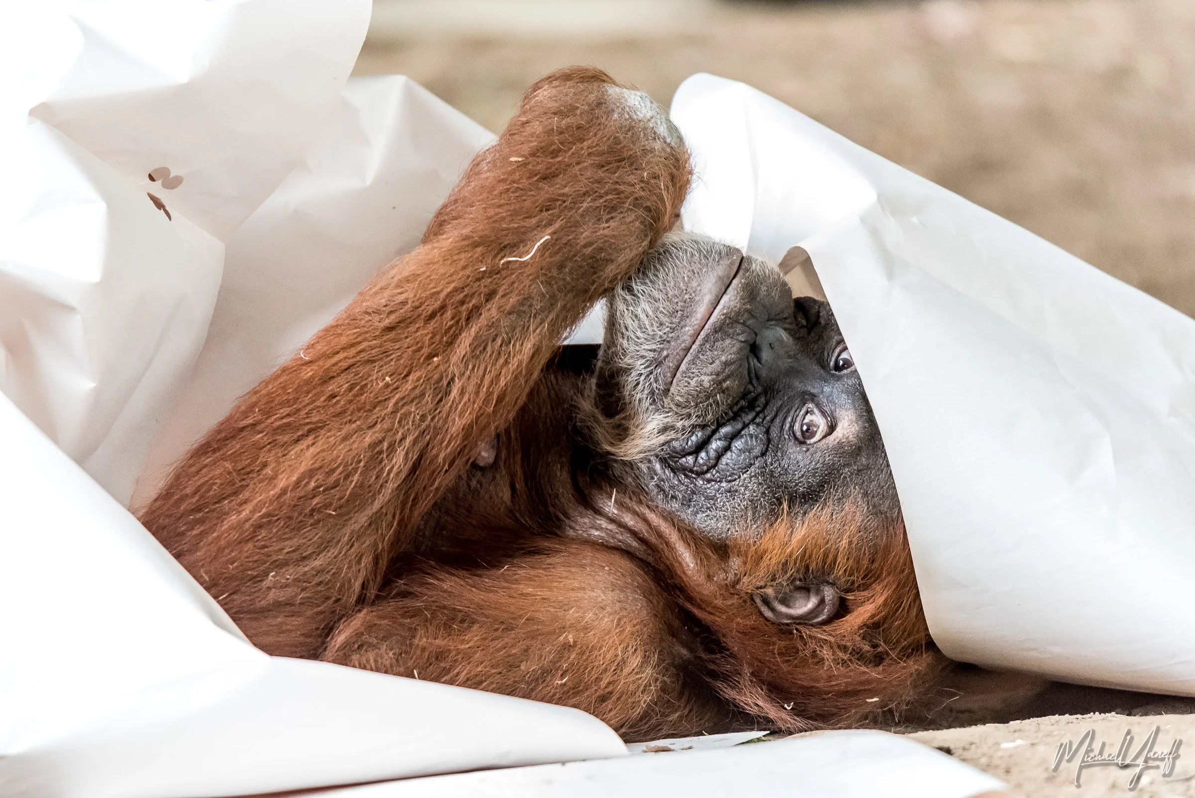Orangutan -Toronto (2).jpg