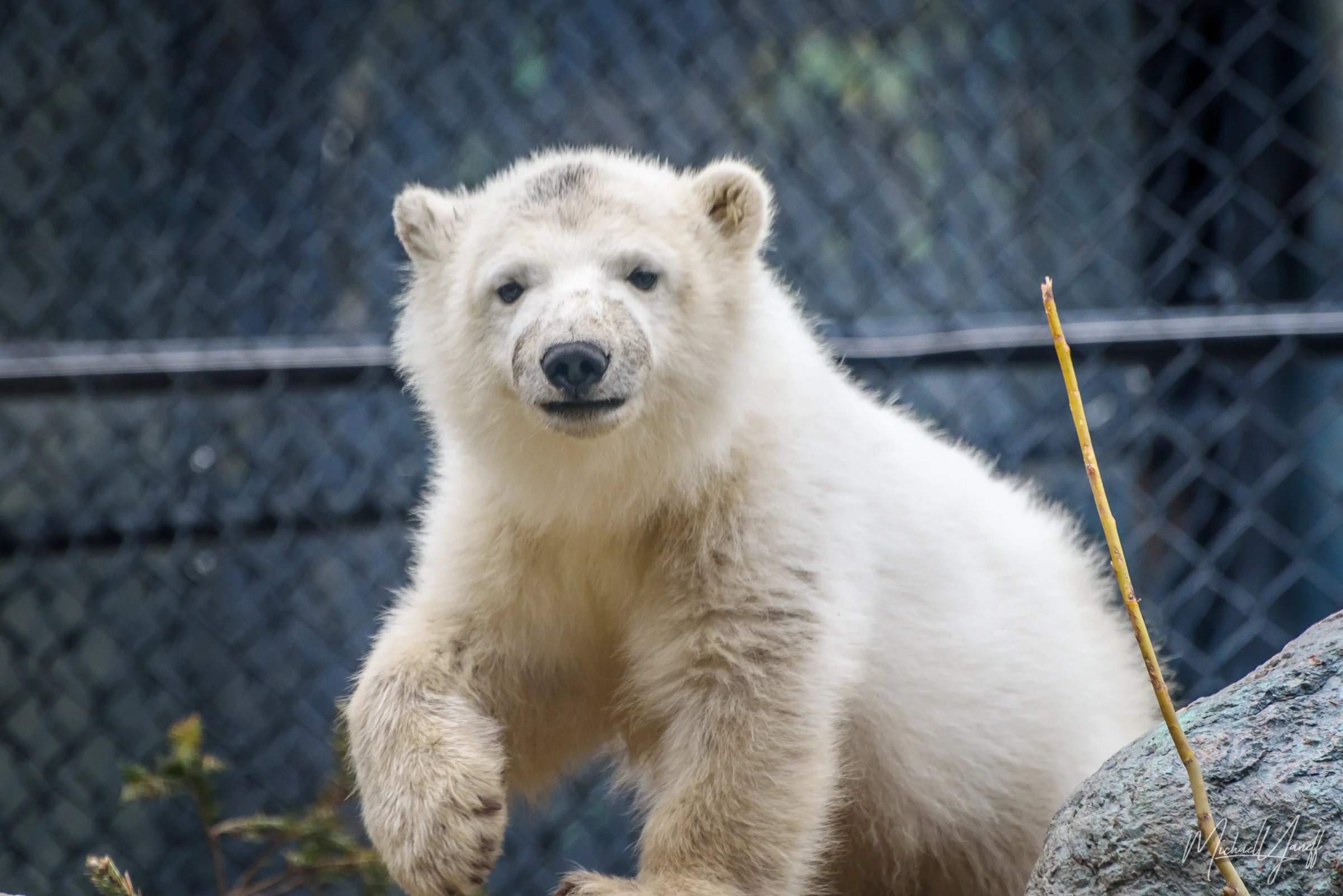 Polar Bear Cub Juno -Toronto.jpg