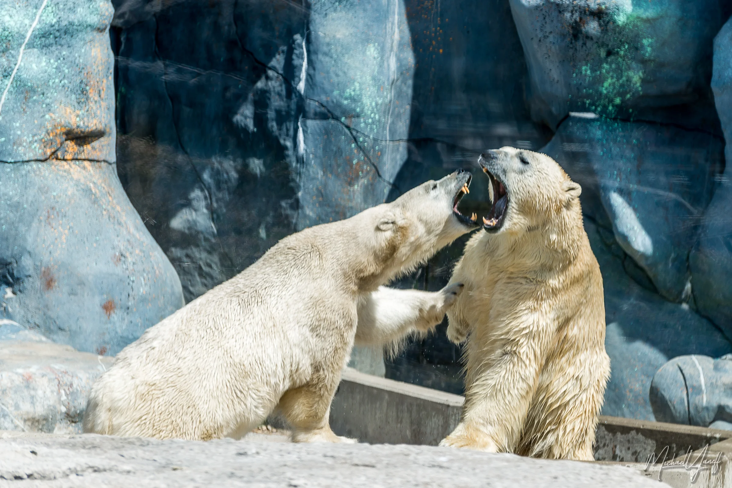 Polar Bears -Toronto.jpg