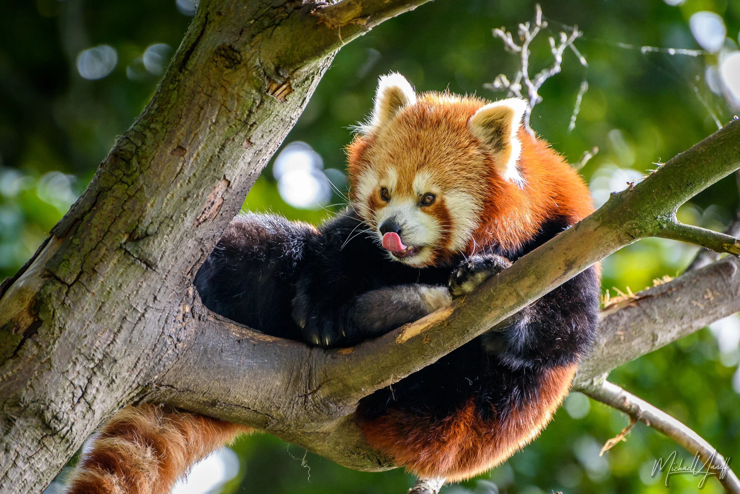 Red Panda -Dublin.jpg