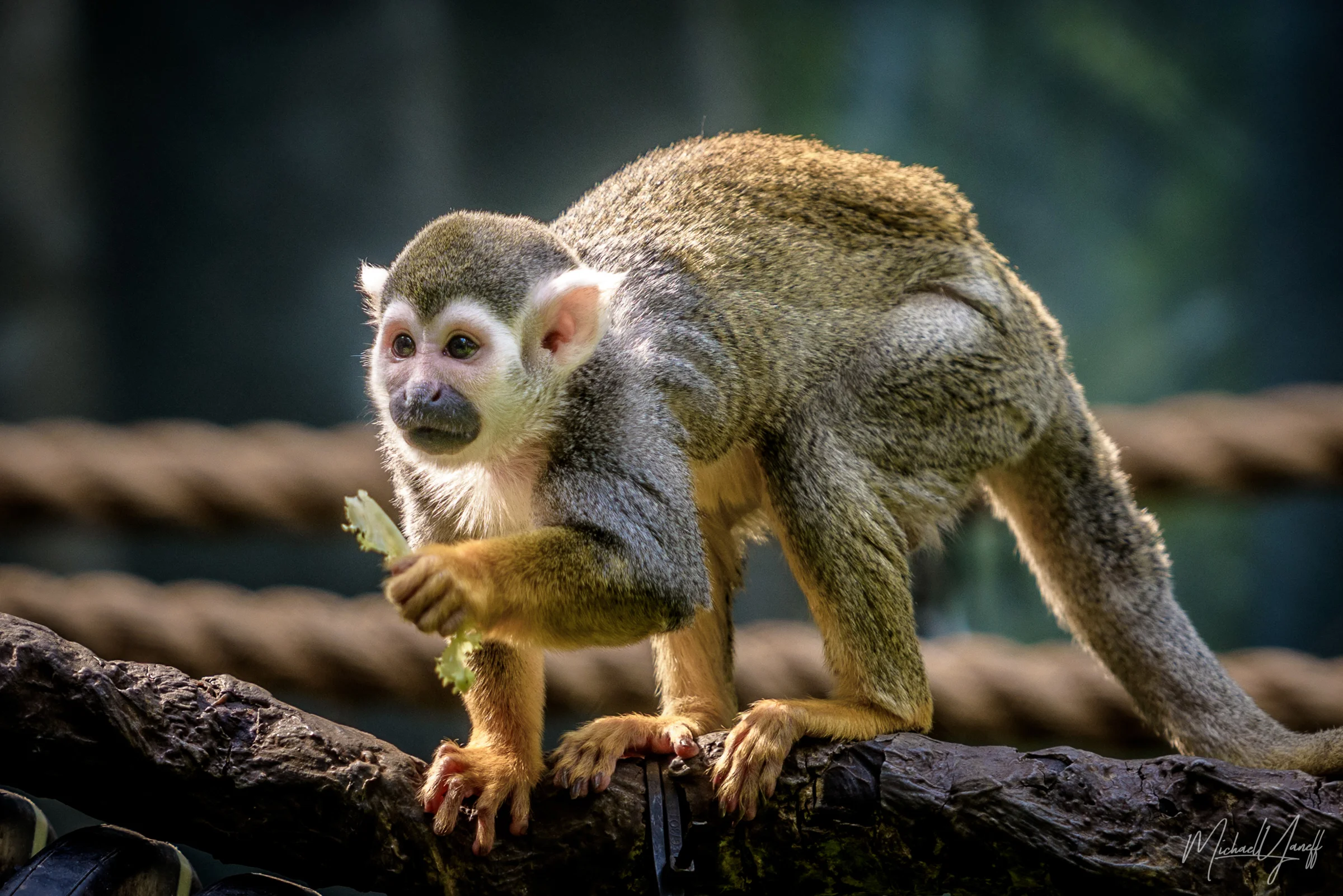 Squirrel Monkey -Buffalo.jpg