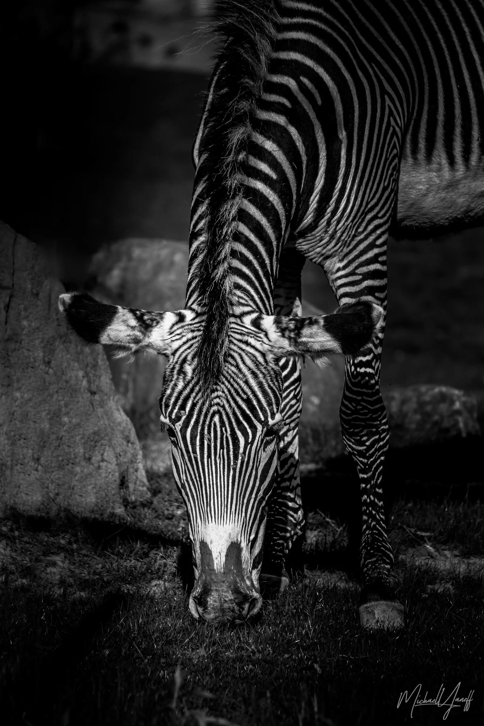 Zebra -Toronto (1).jpg