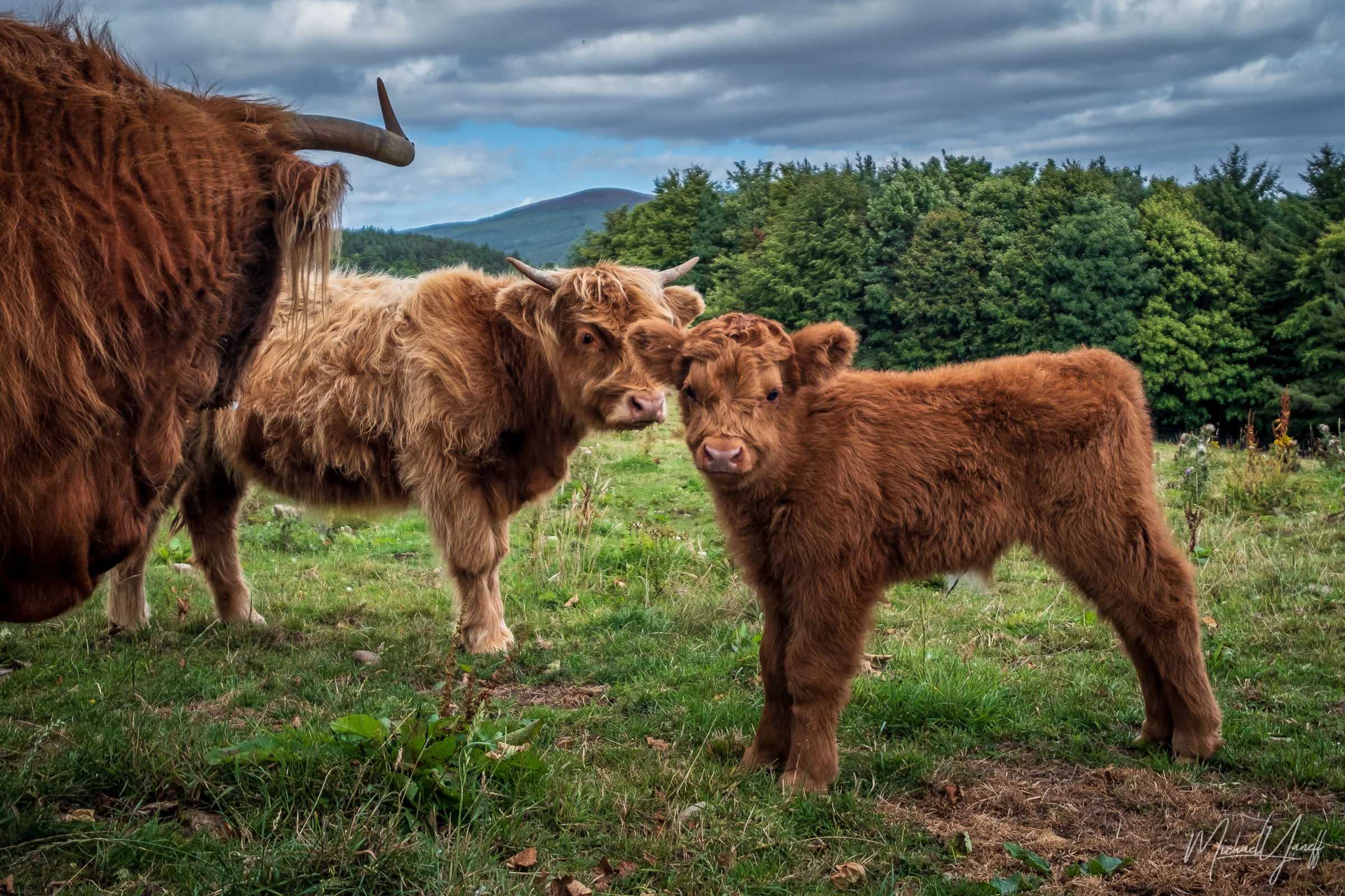 Hairy Coos of Macallan.jpg