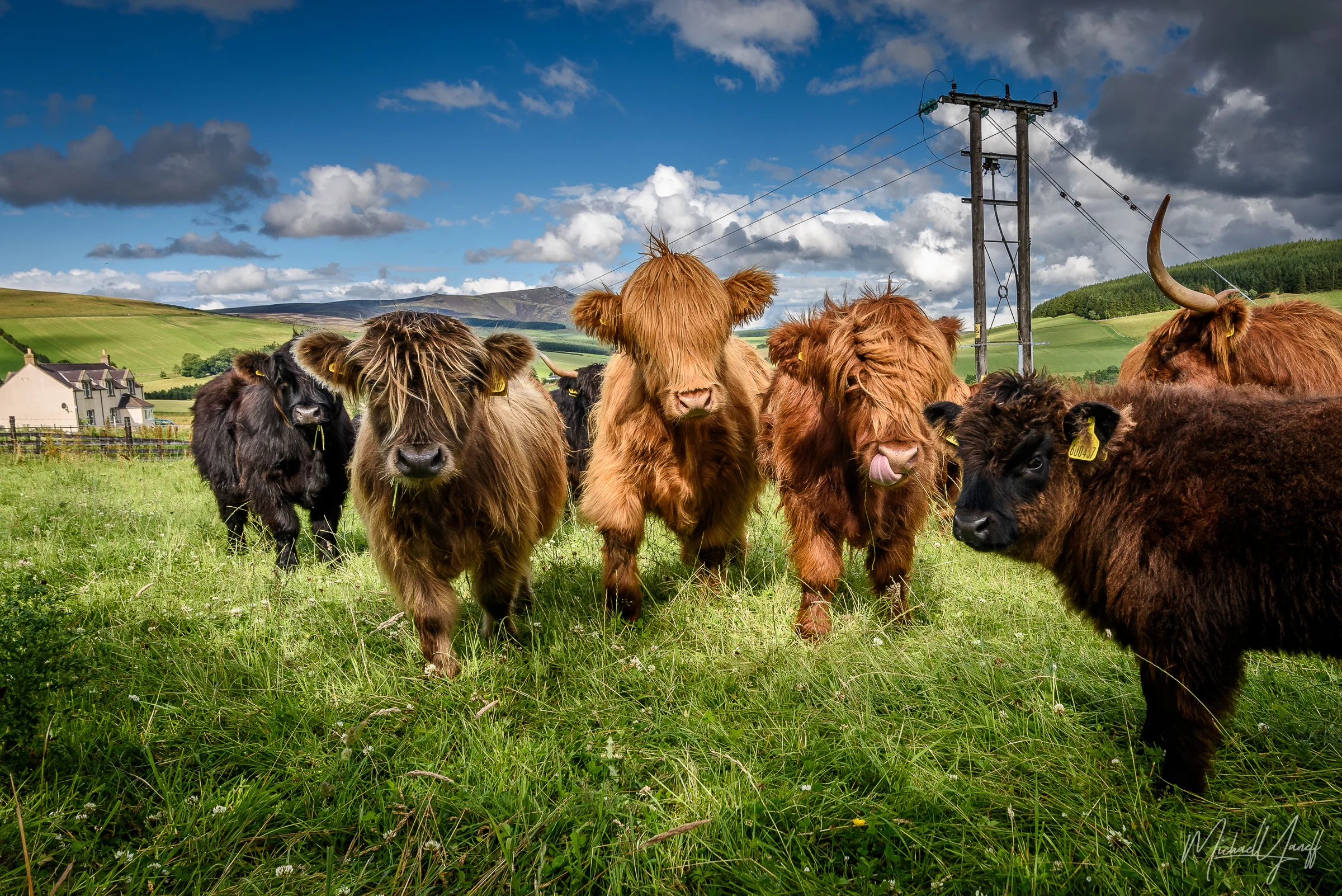 Hairy Coos of Glenlivet.jpg