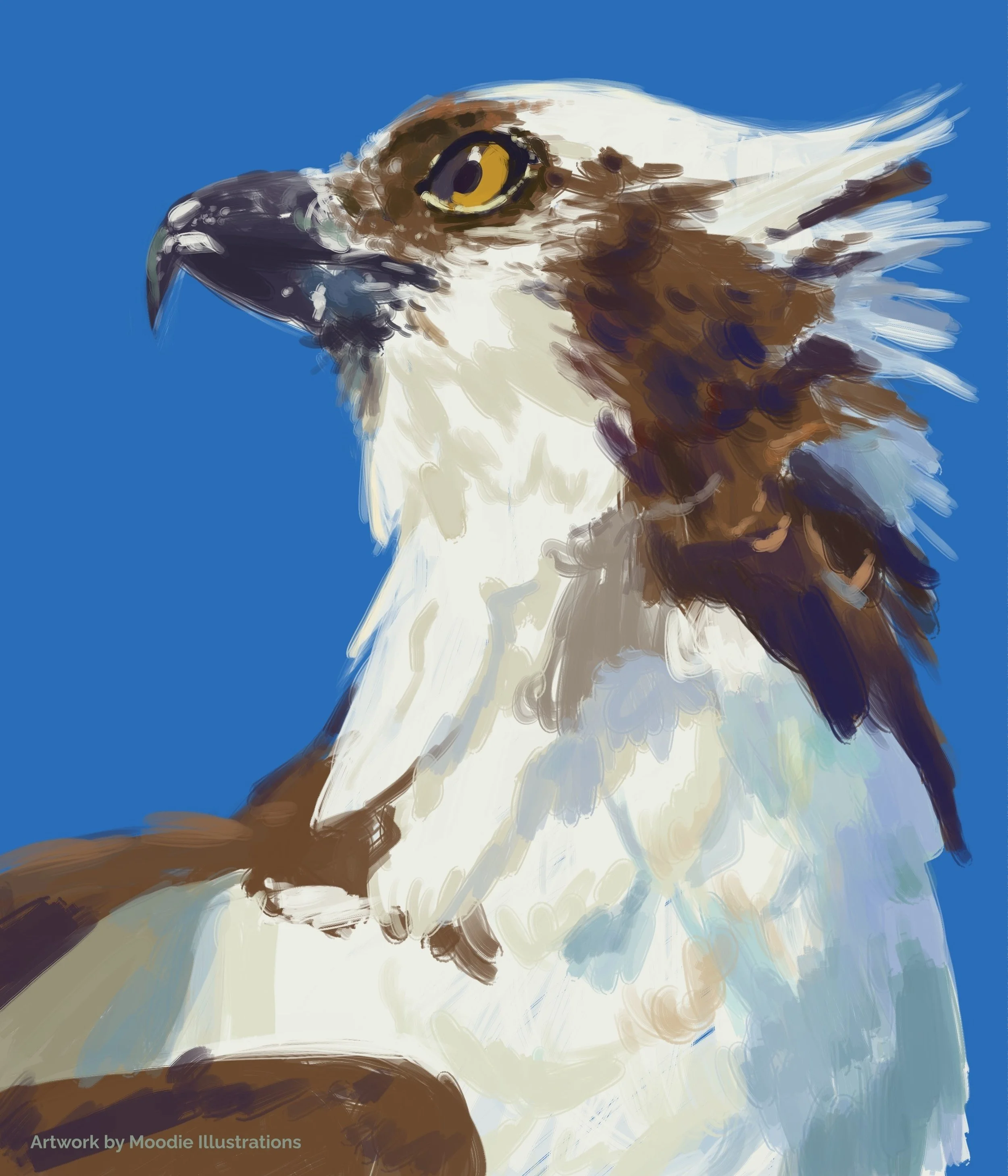 2025-07-08_Bird Study_josh.jpg