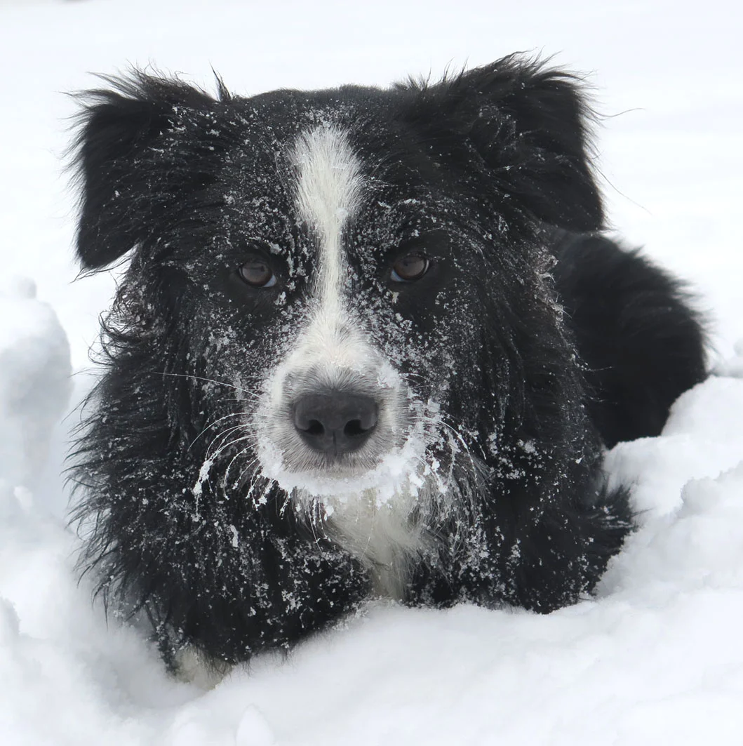 Jordy 7 Monate | Tiroler Winter