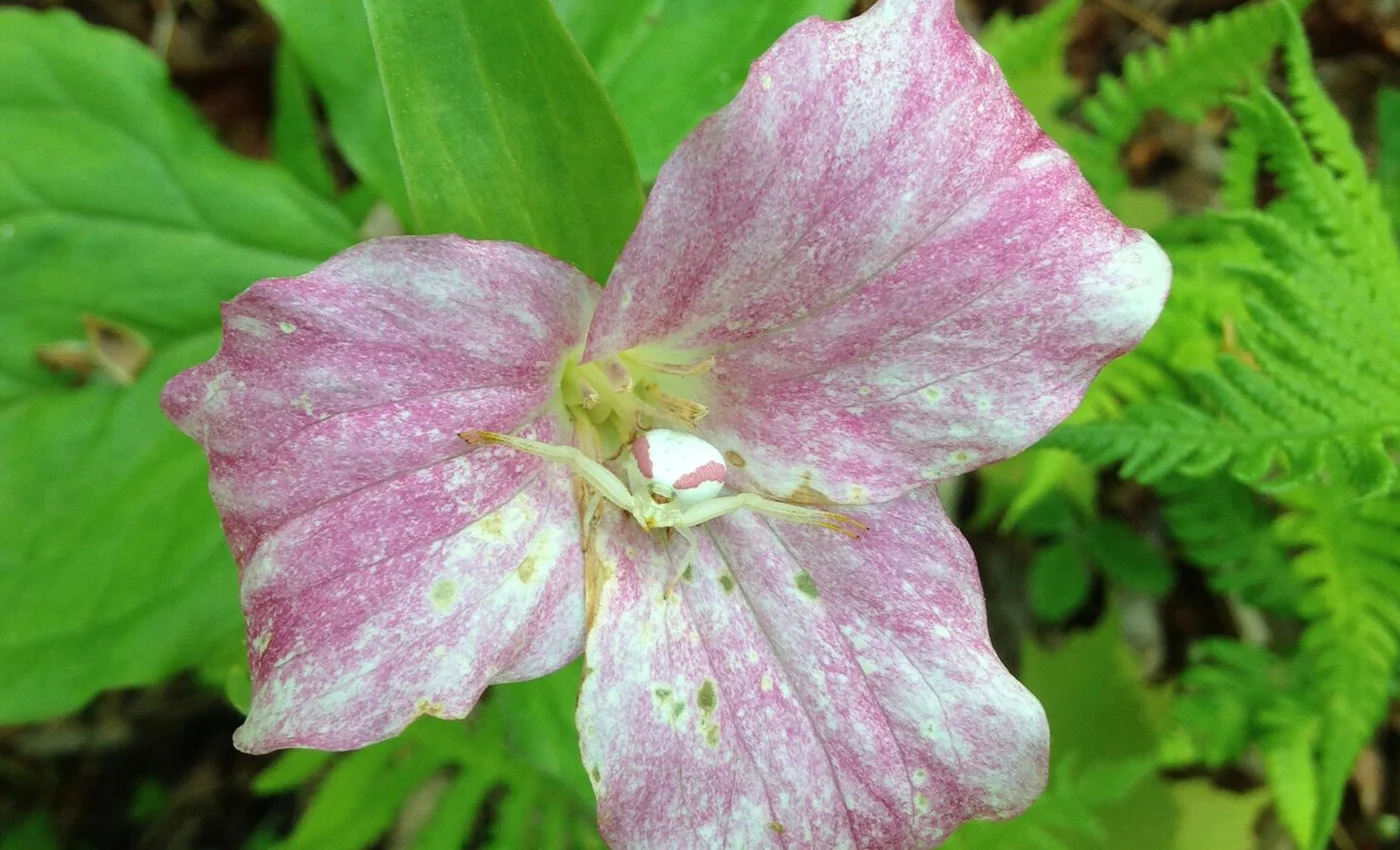 ww_pinktrillium_1400x850.jpg