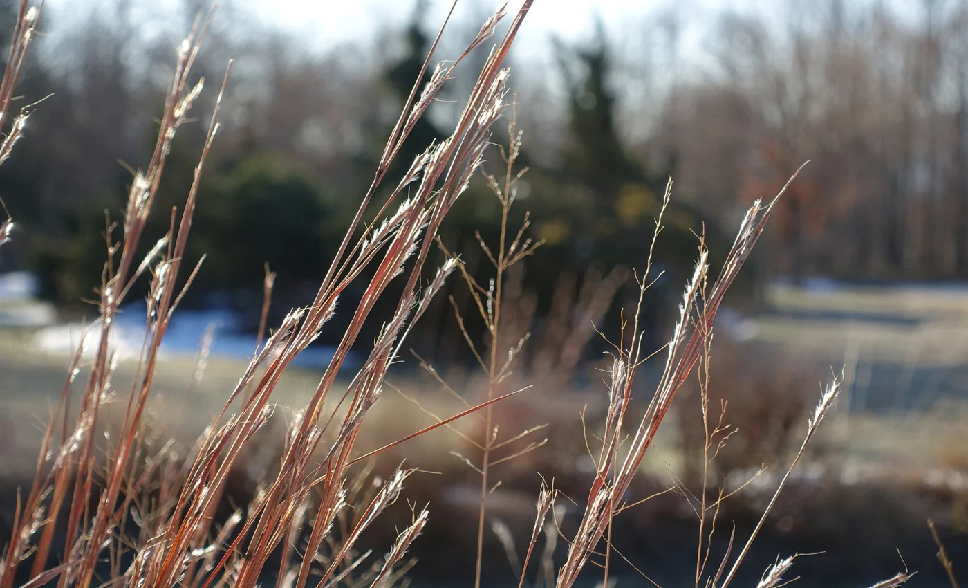 grasses_1400x850.jpg