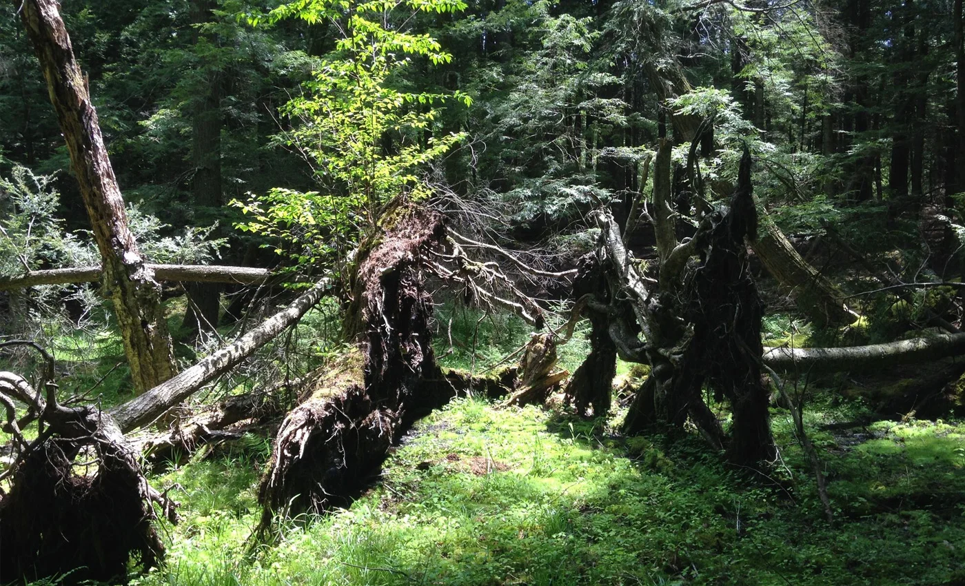 bsg_bog_1400x850.jpg