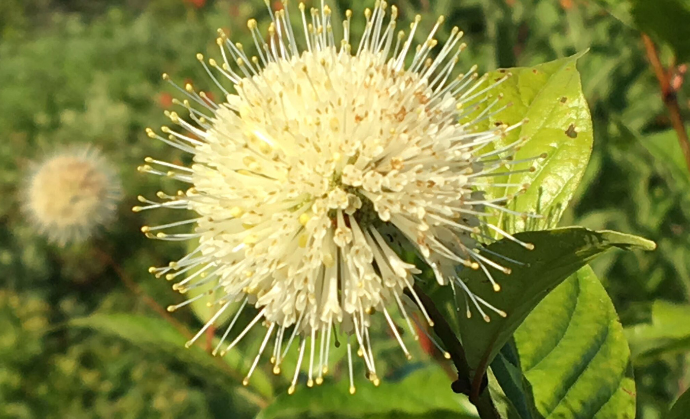 RG_Slideshow_buttonbush.jpg